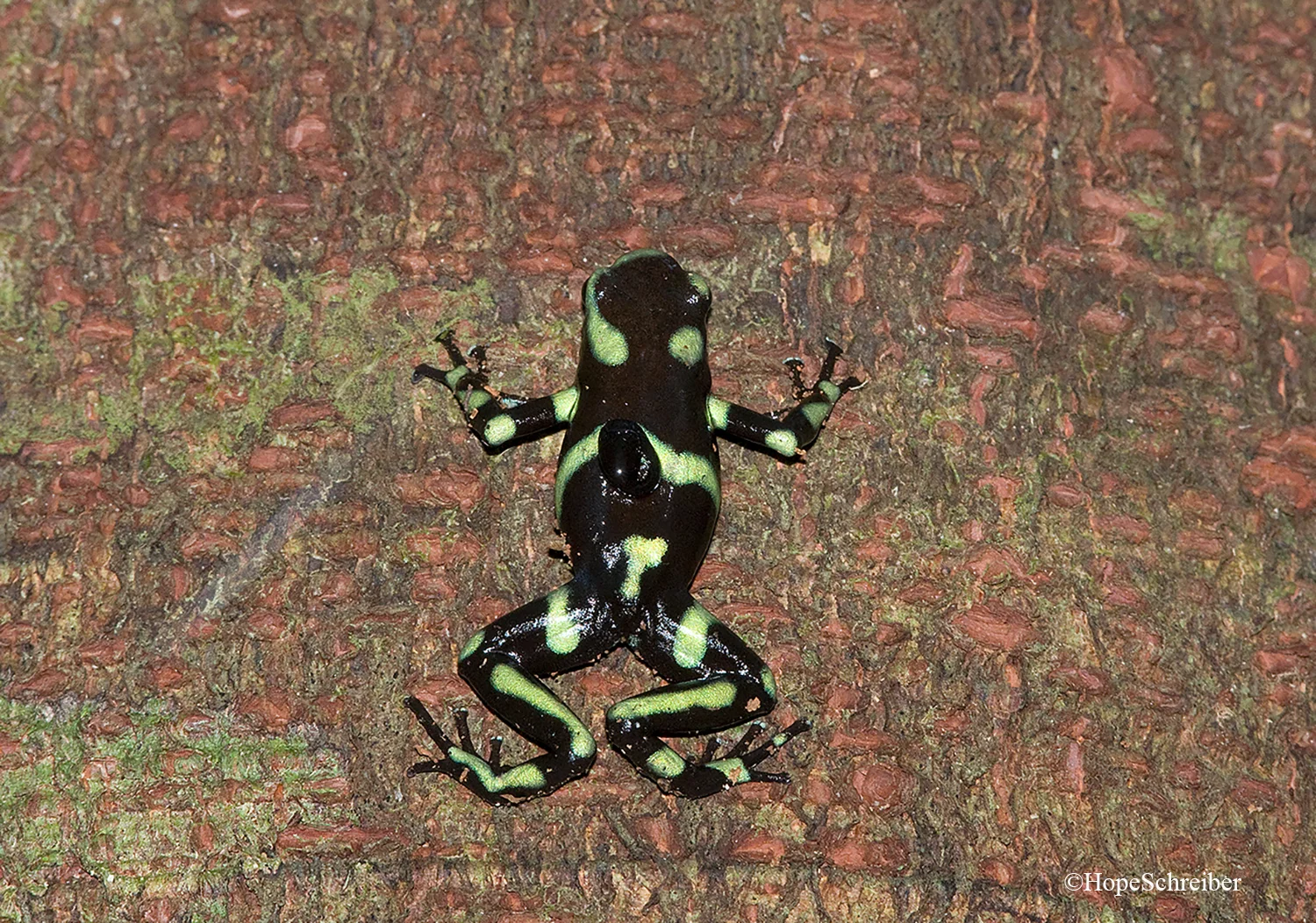 Poison Dart Frog with Tadpole