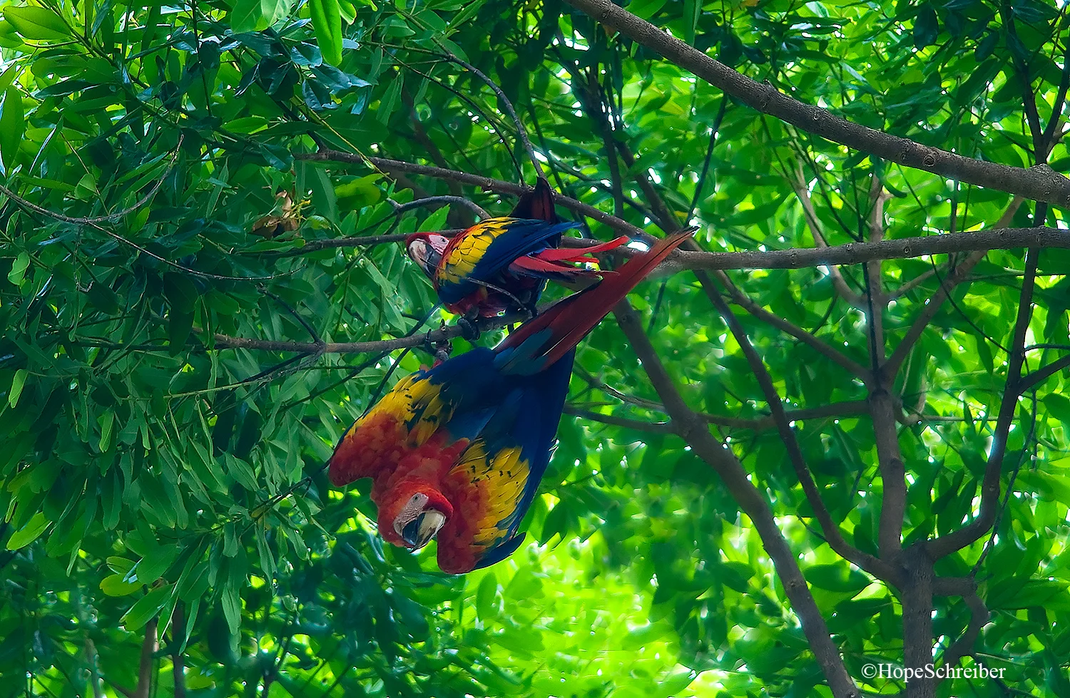 Scarlet Macaws