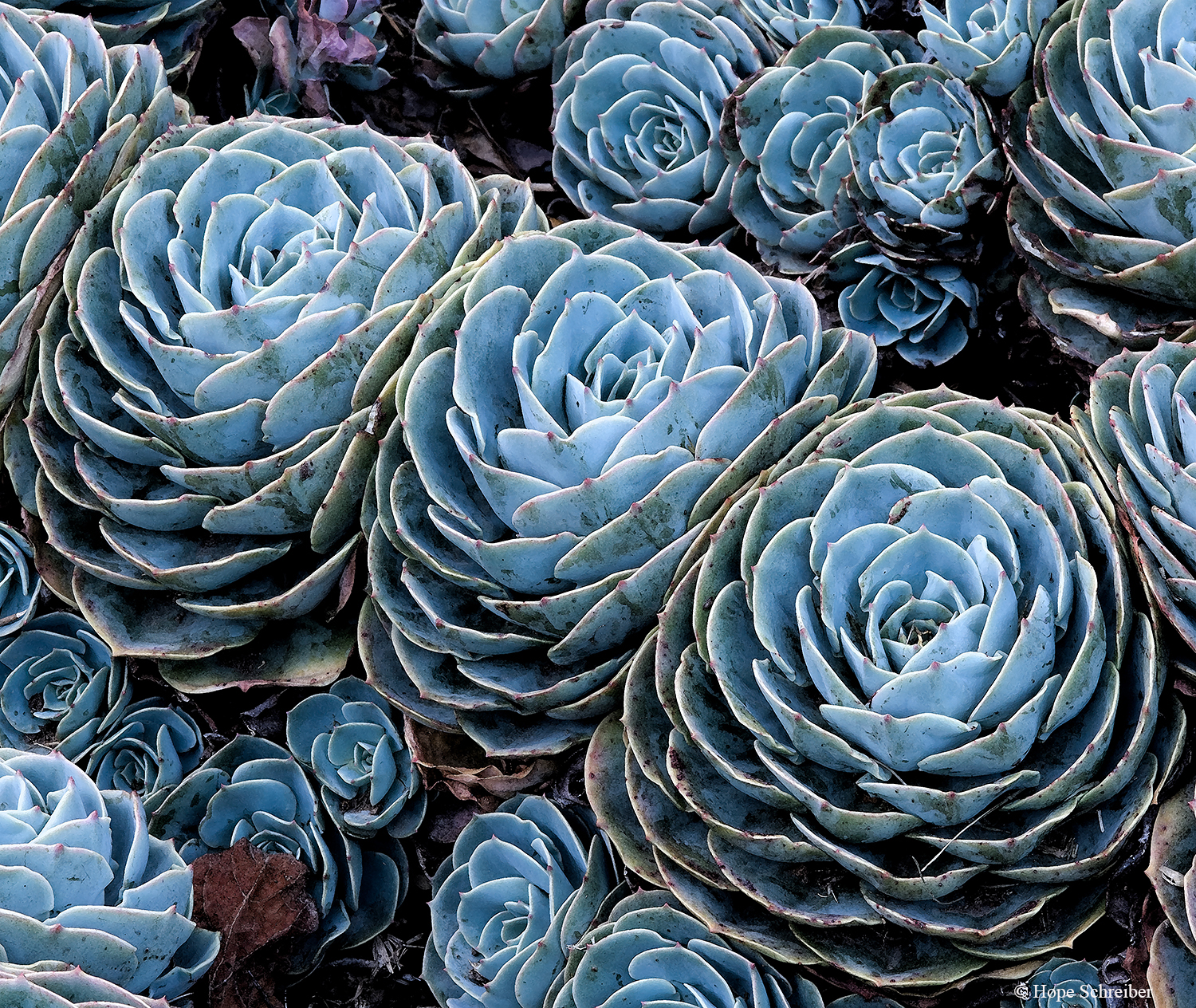 Hens and Chicks Succulents from Costa Rica