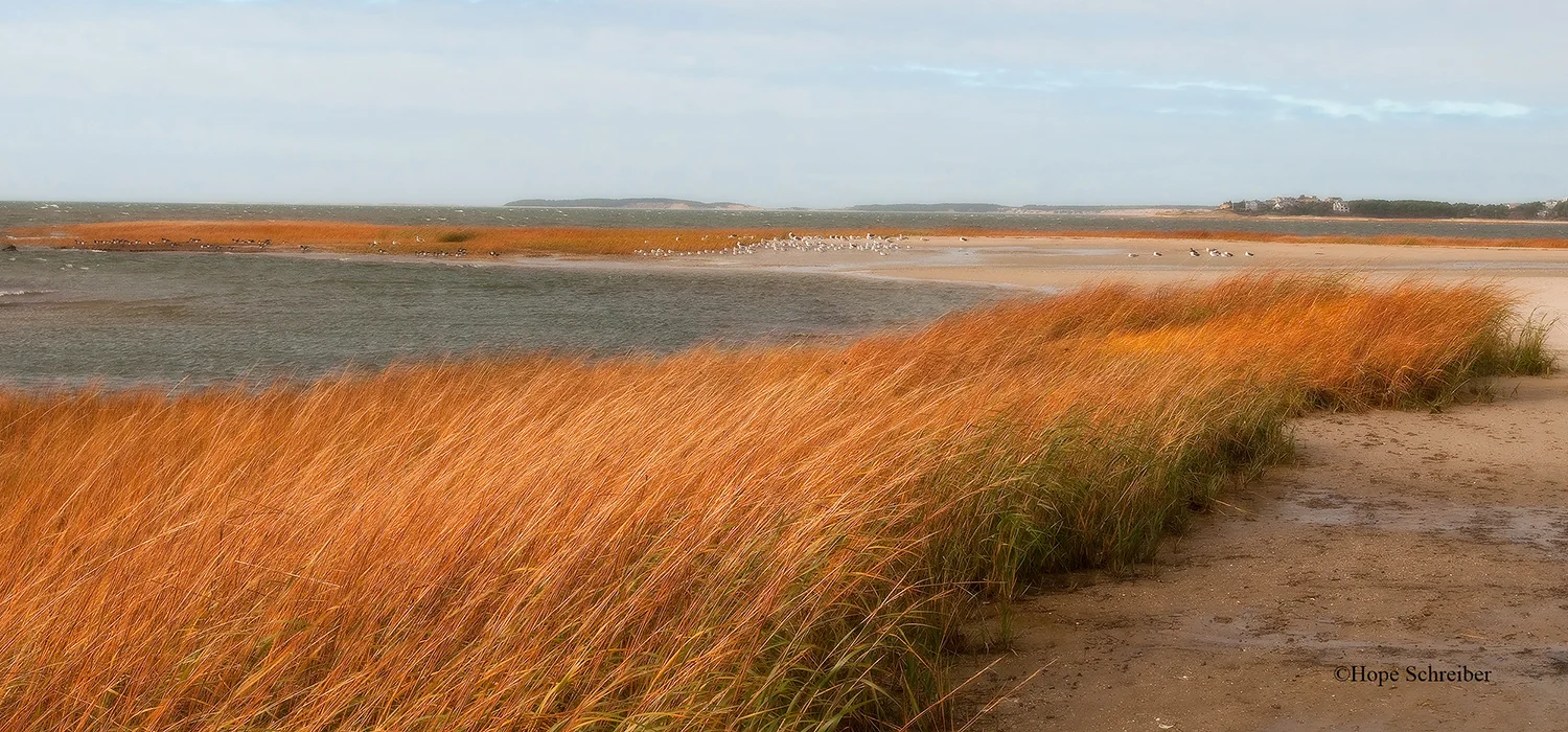 Grasses in Wellfleet
