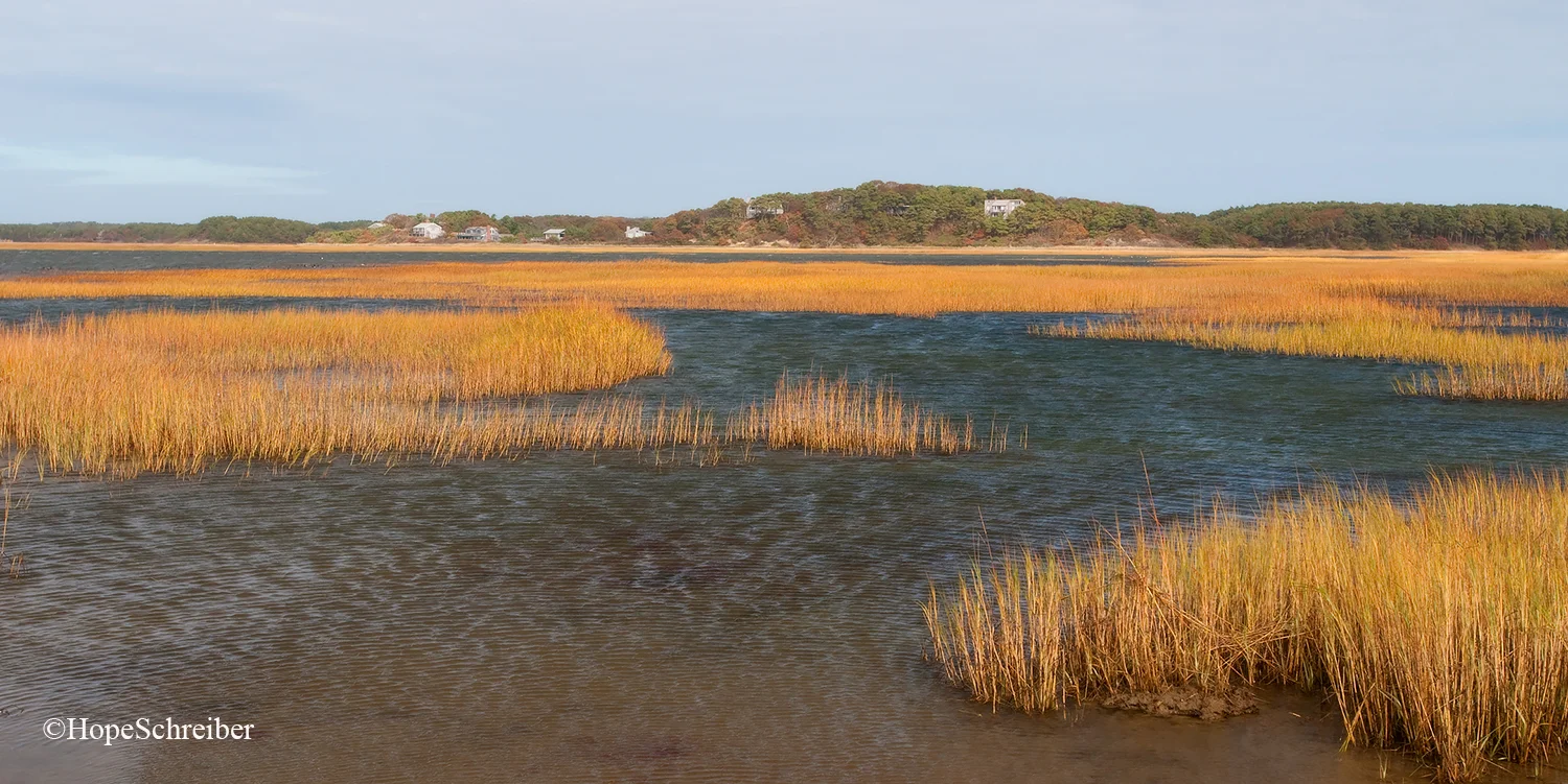 Seashore Grasses in Wellfleet