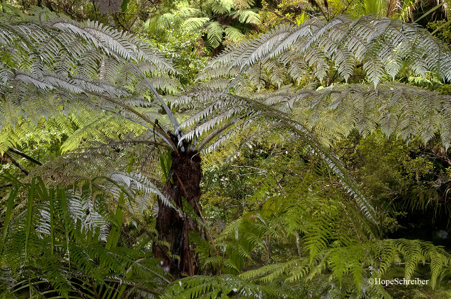NZ12web.jpg