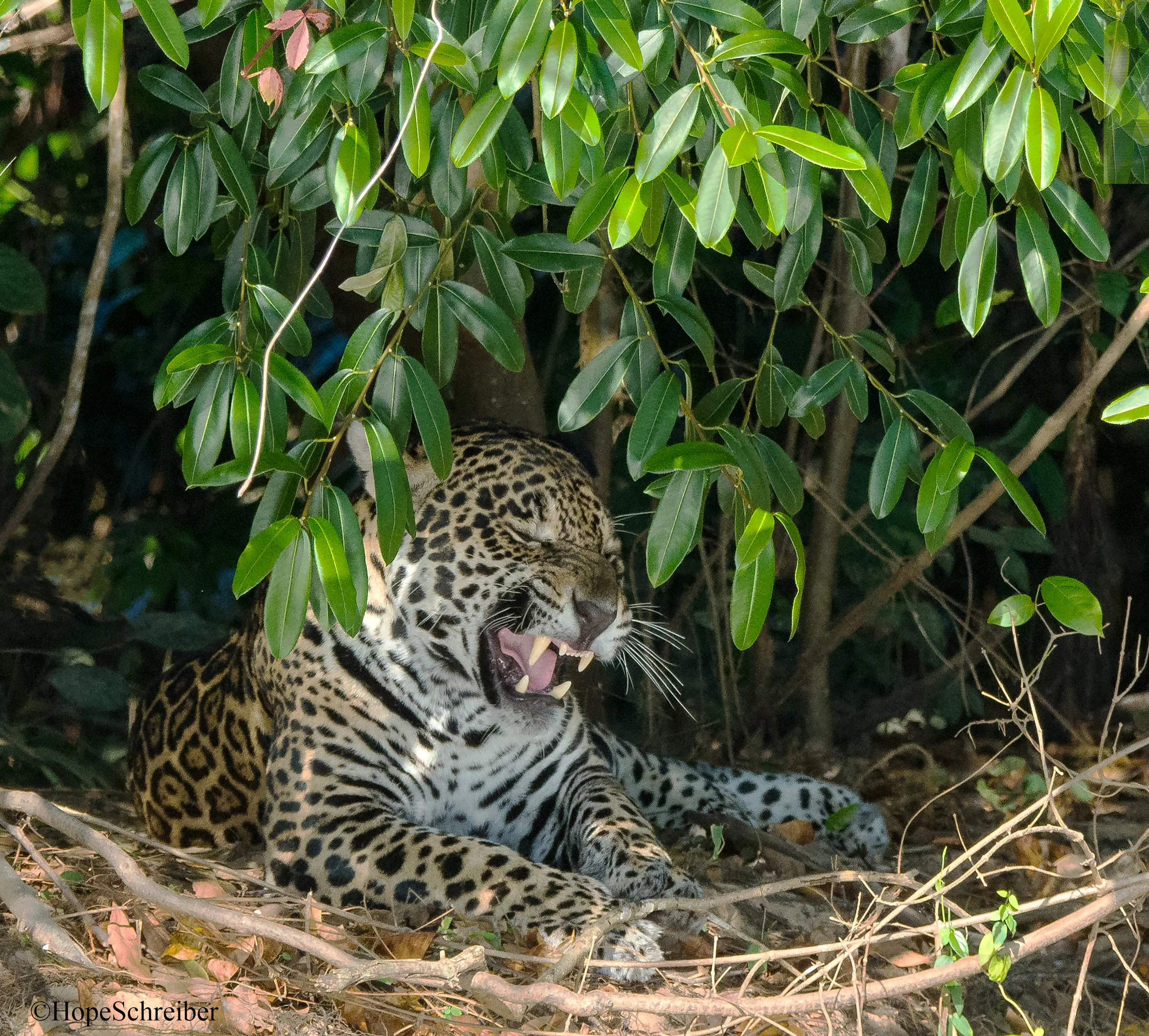 Pantanal6.jpg