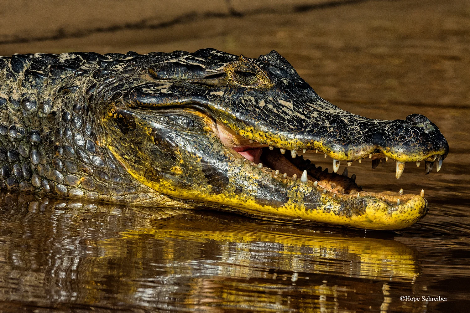 Caiman2Website.jpg