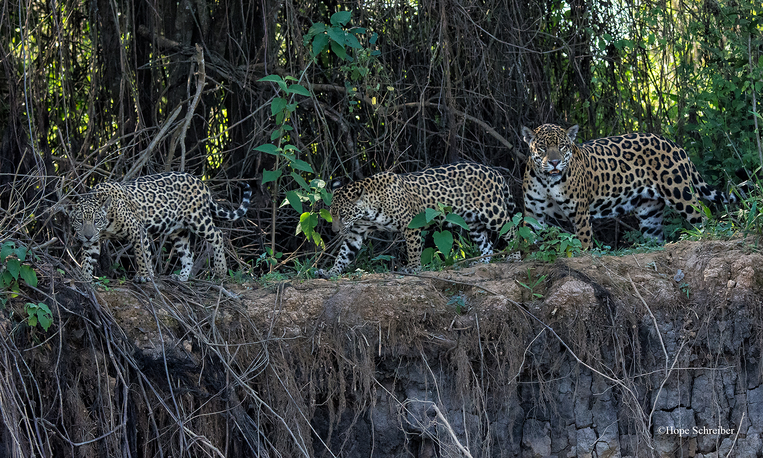 JagCubsWebsite.jpg