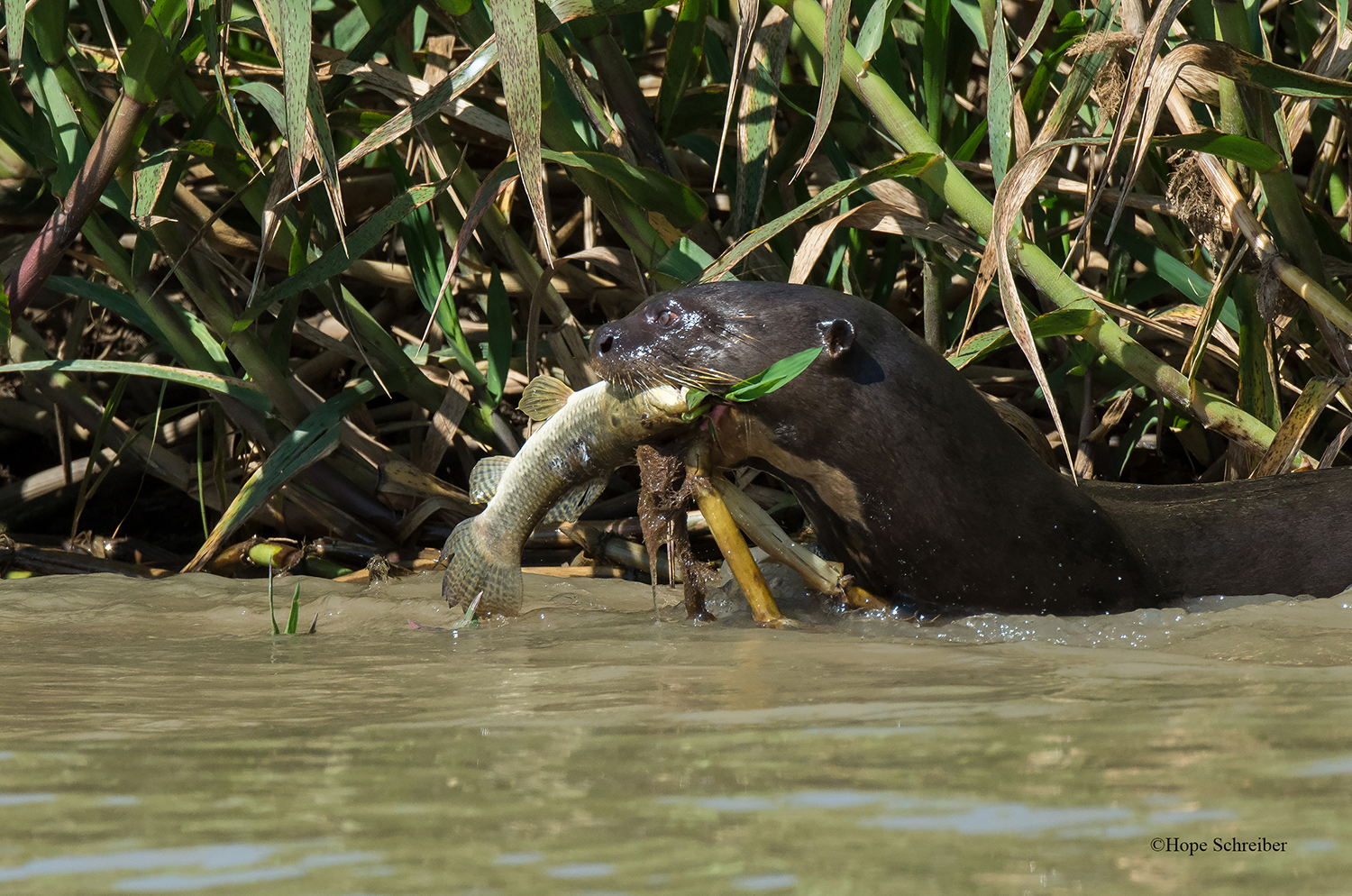 OtterwithFishwebsite.jpg