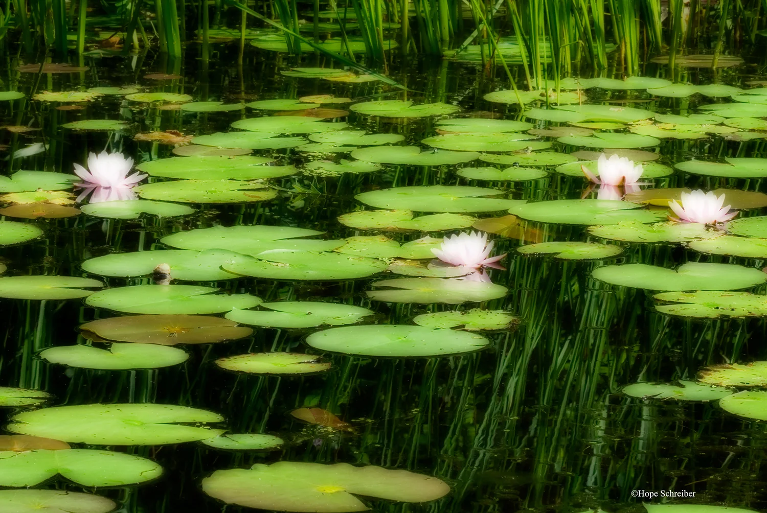 Water Lillies