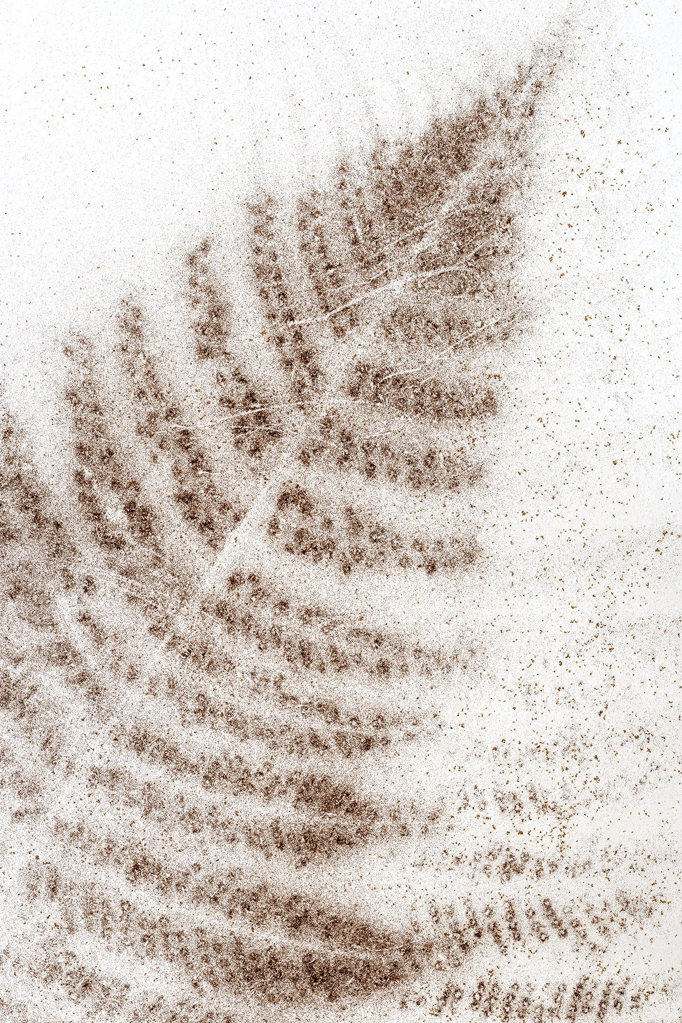 Fernsspore_website.jpg