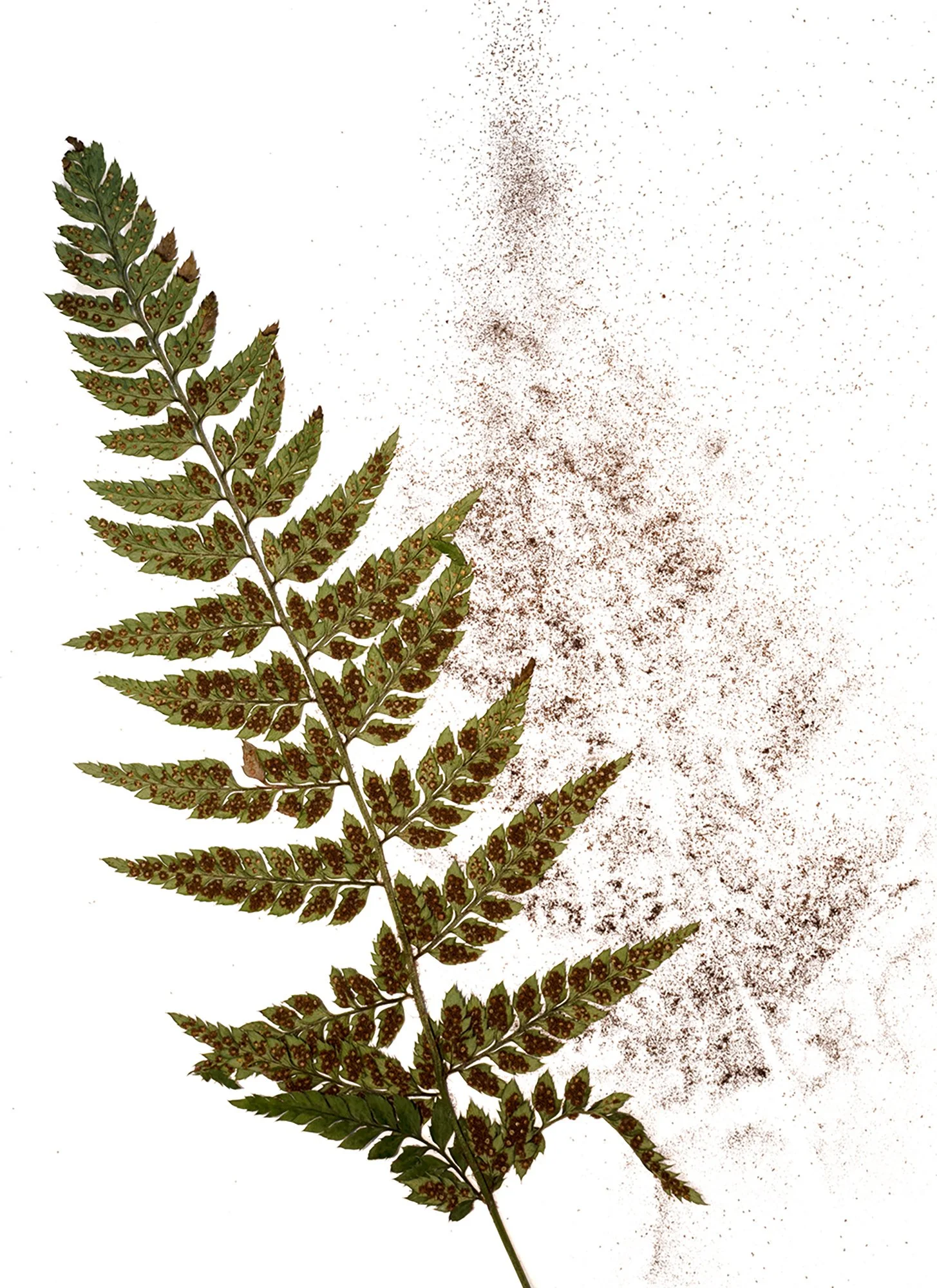 Frond_sporesWebsite.jpg