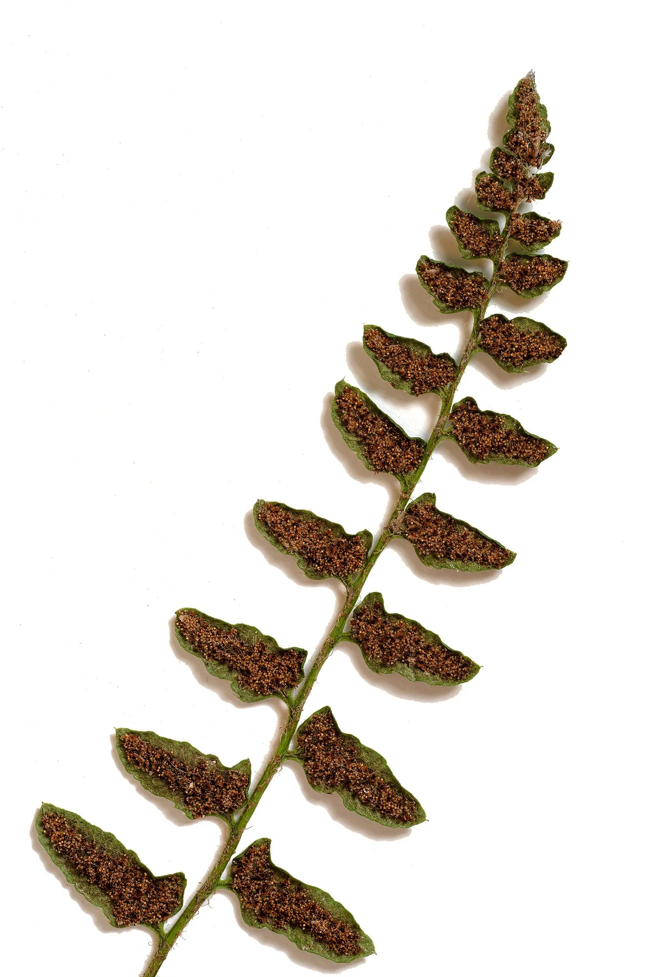 Sporepods_website.jpg