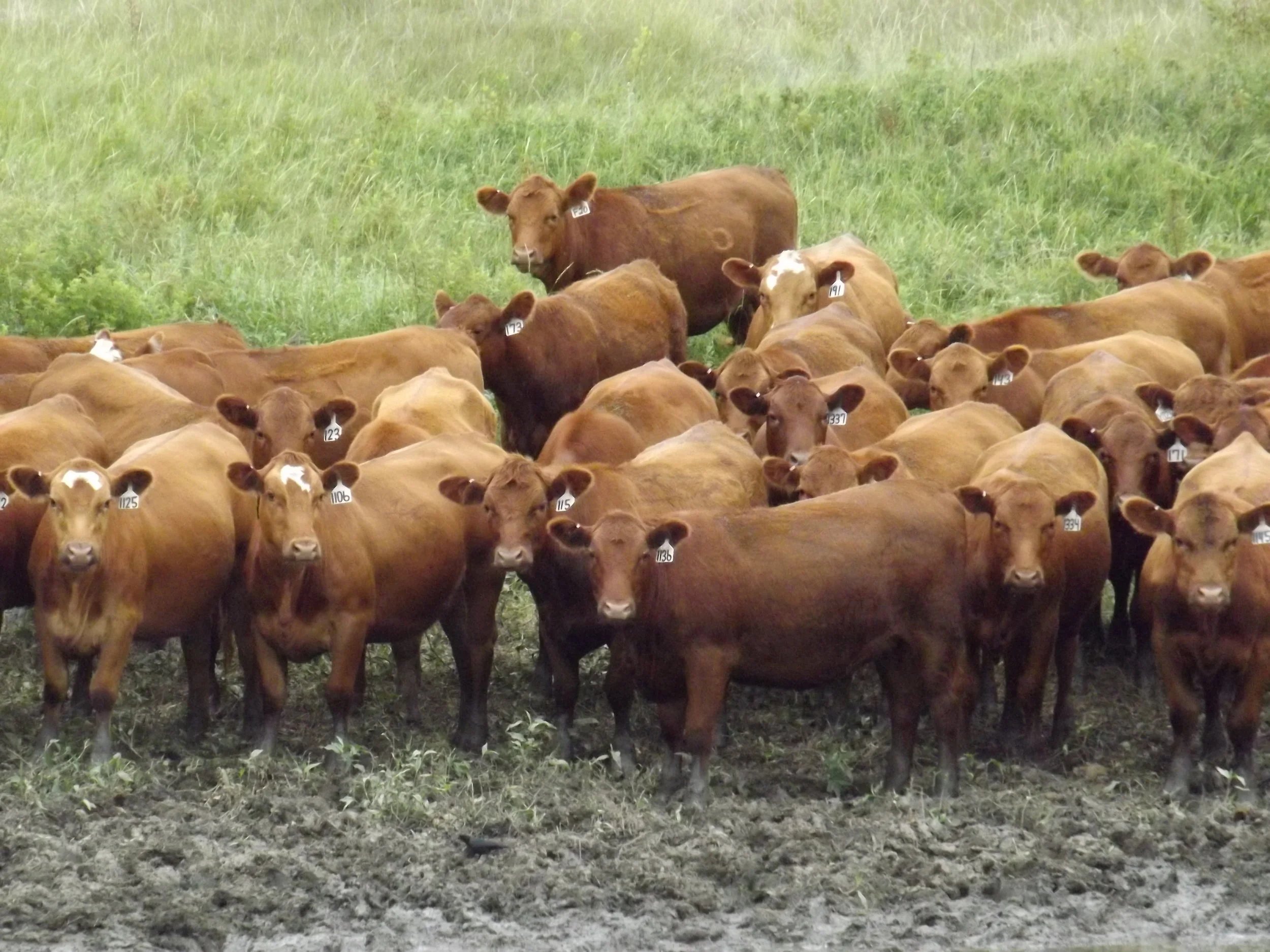 COMMERCIAL HEIFERS (2).JPG