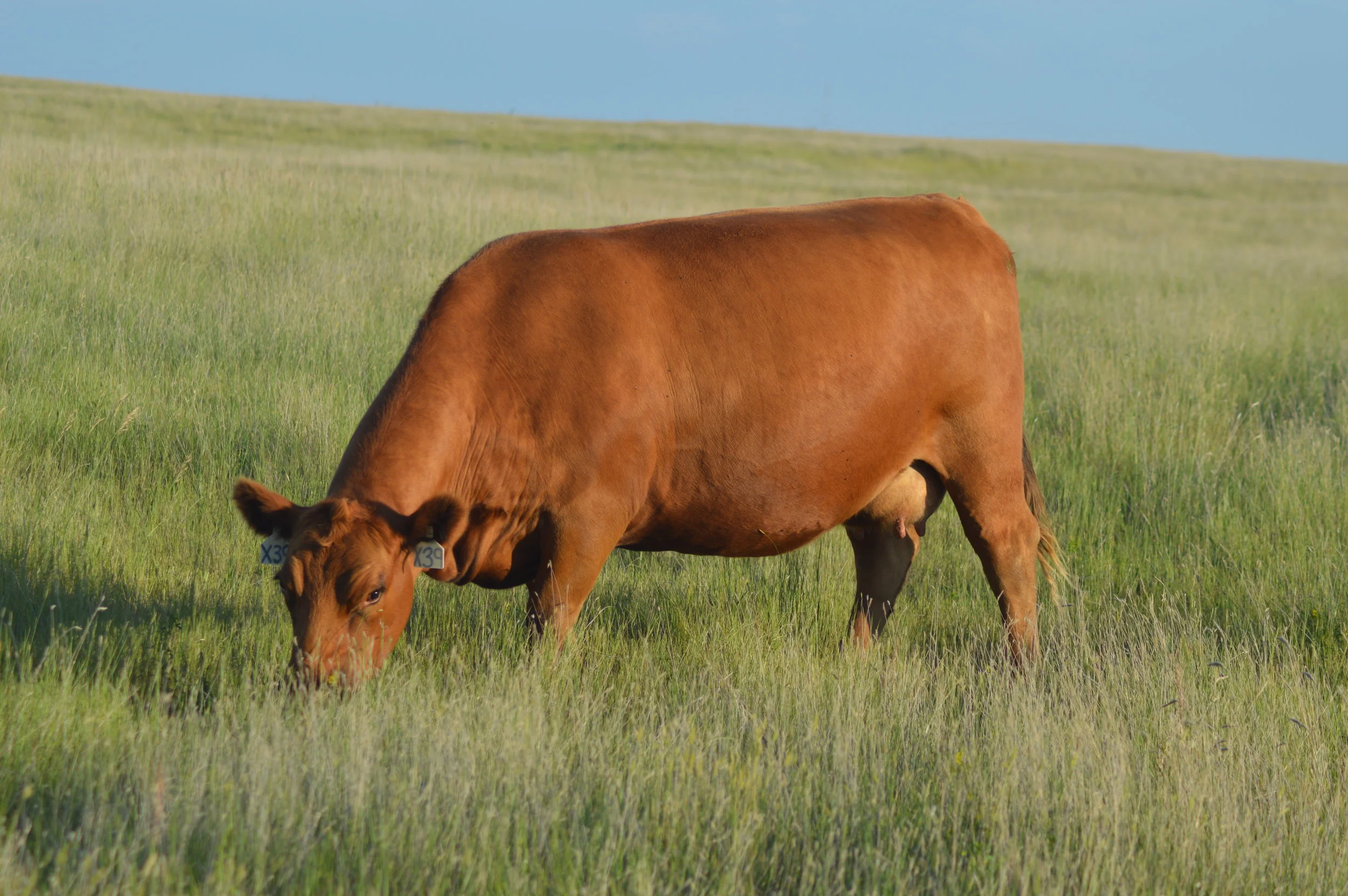 39 RIBEYE — Sandhill Red Angus