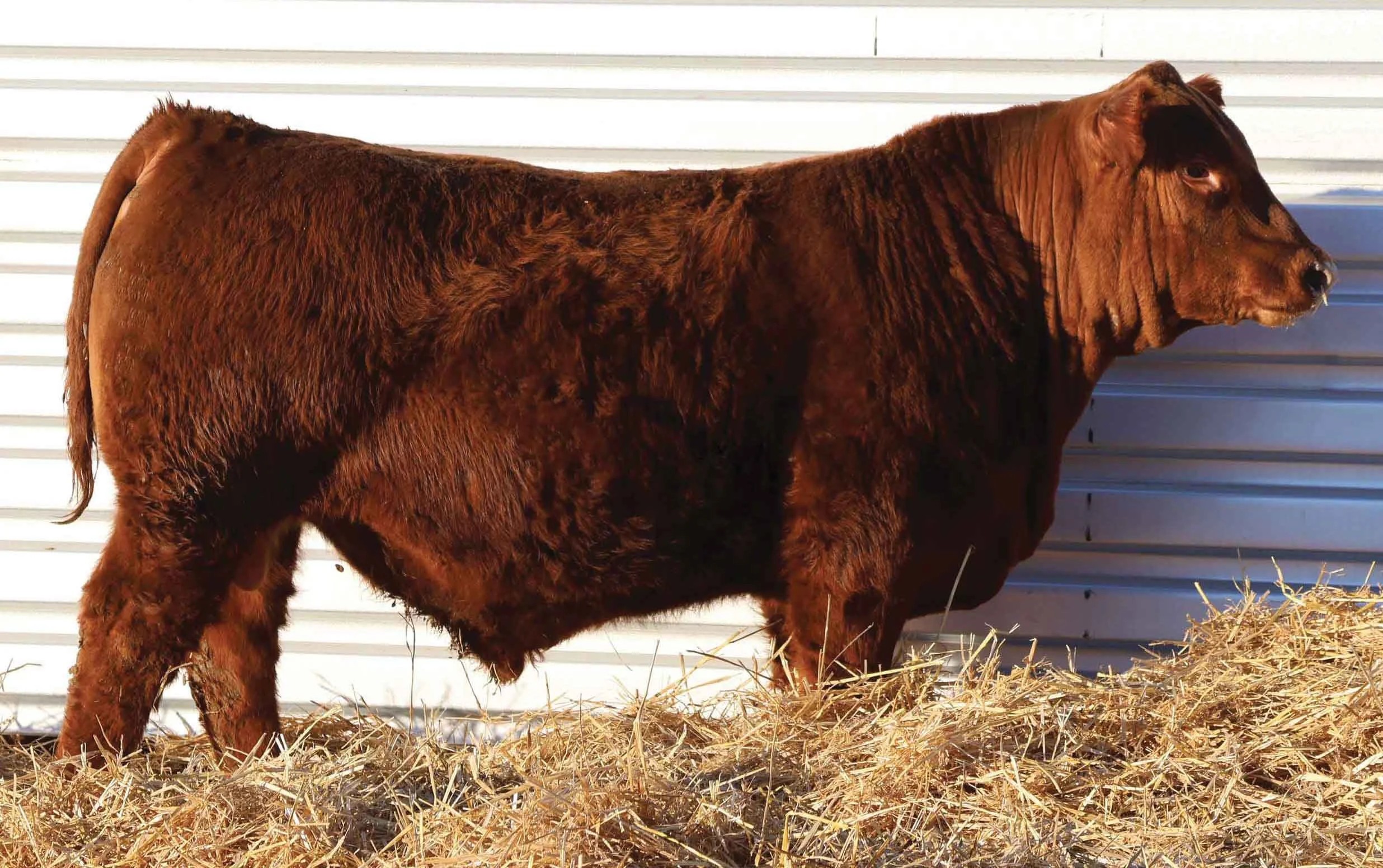 Sandhill Red Angus