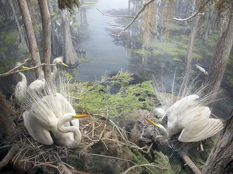 EgretNesting003xweb.jpg