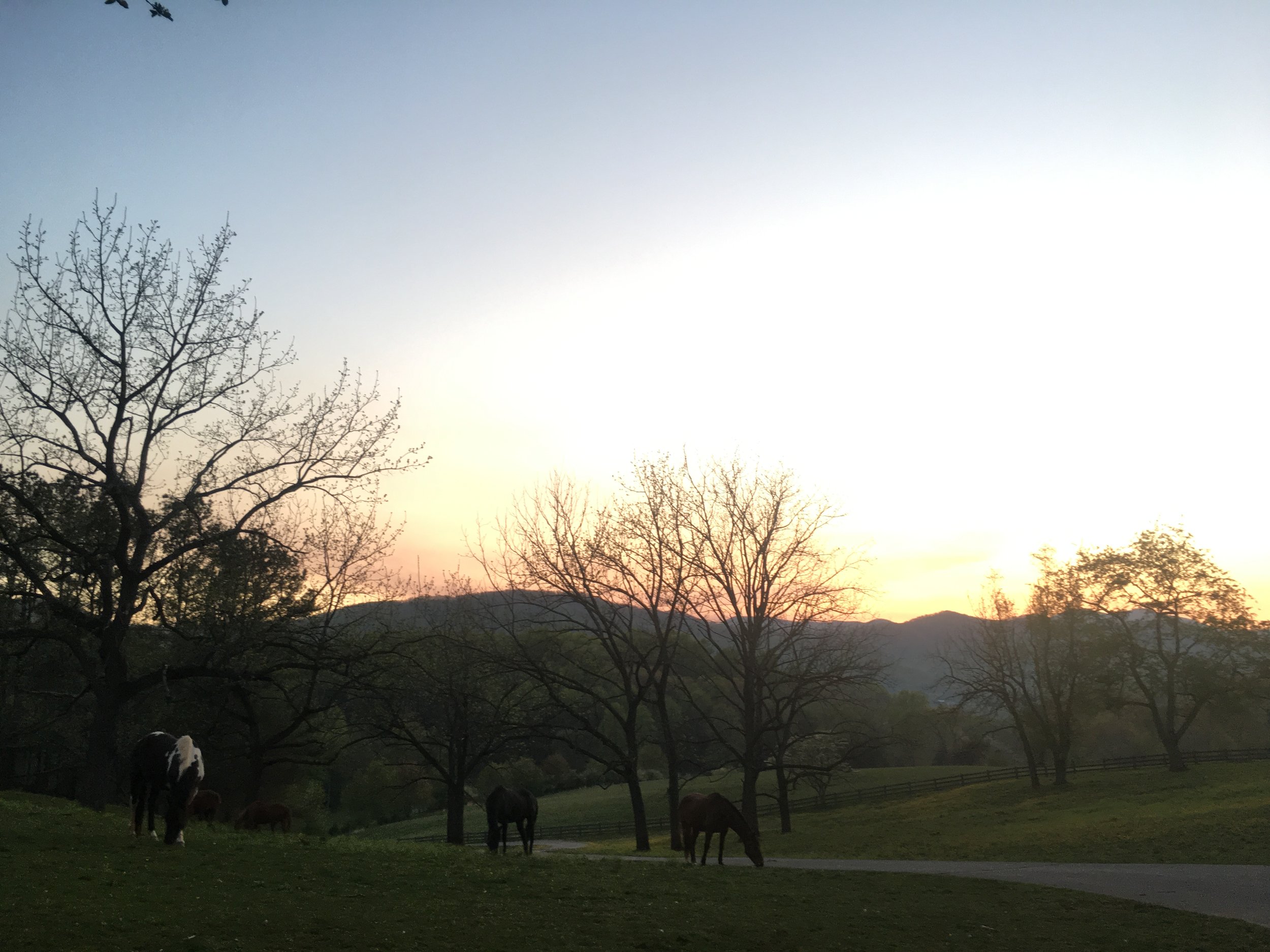 horses sunset.JPG