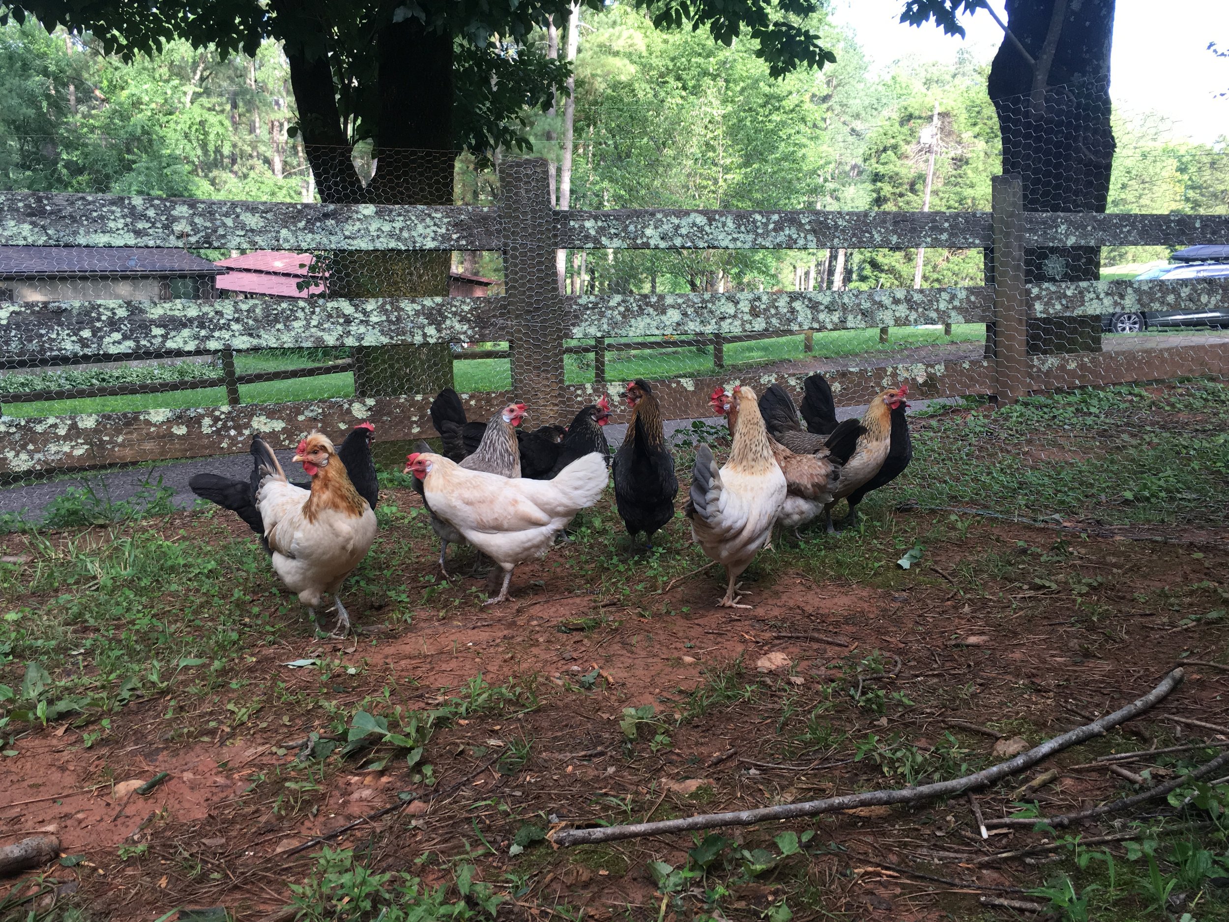 camp 2018 chickens.JPG