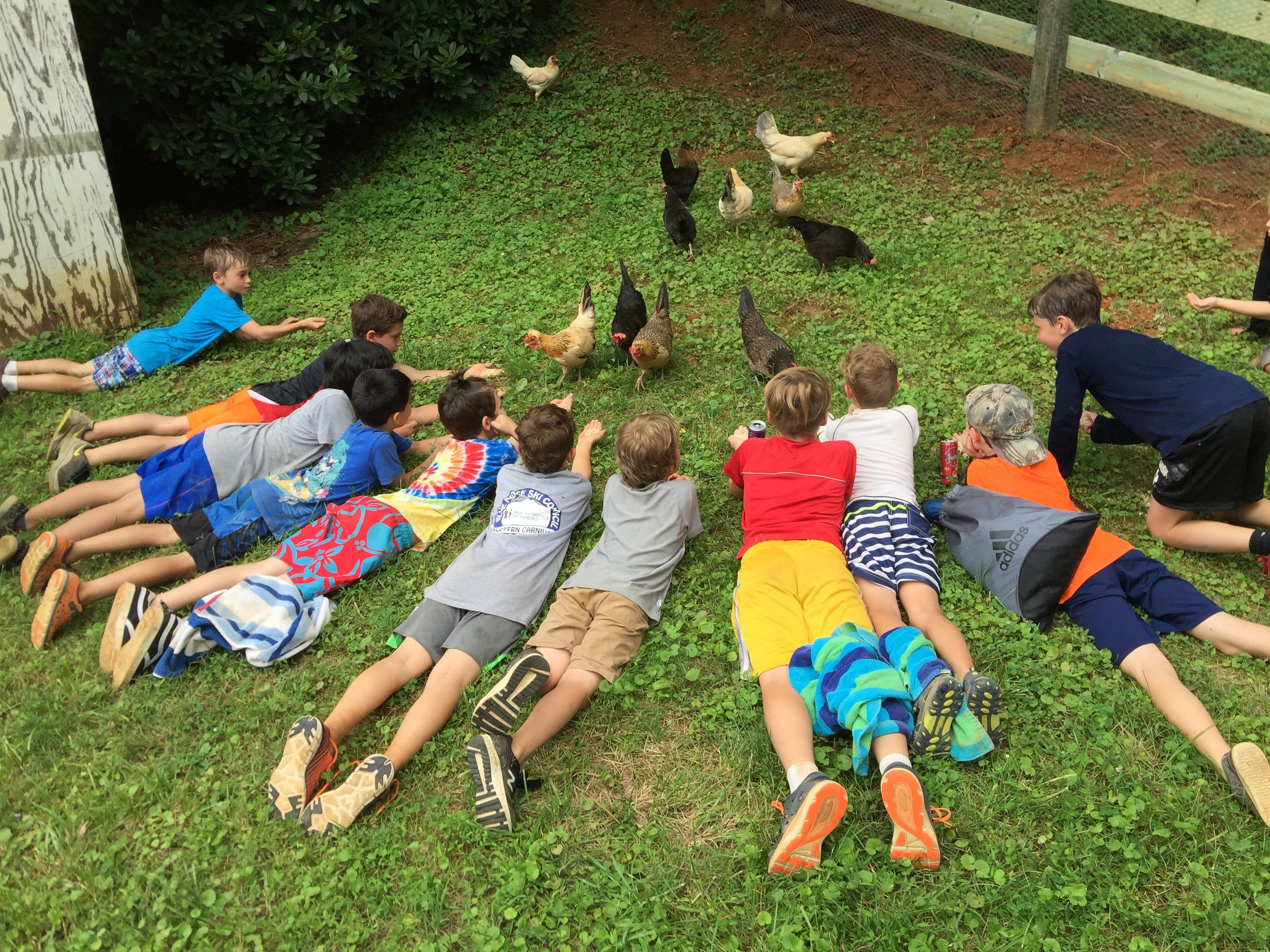 campers and chickens.JPG