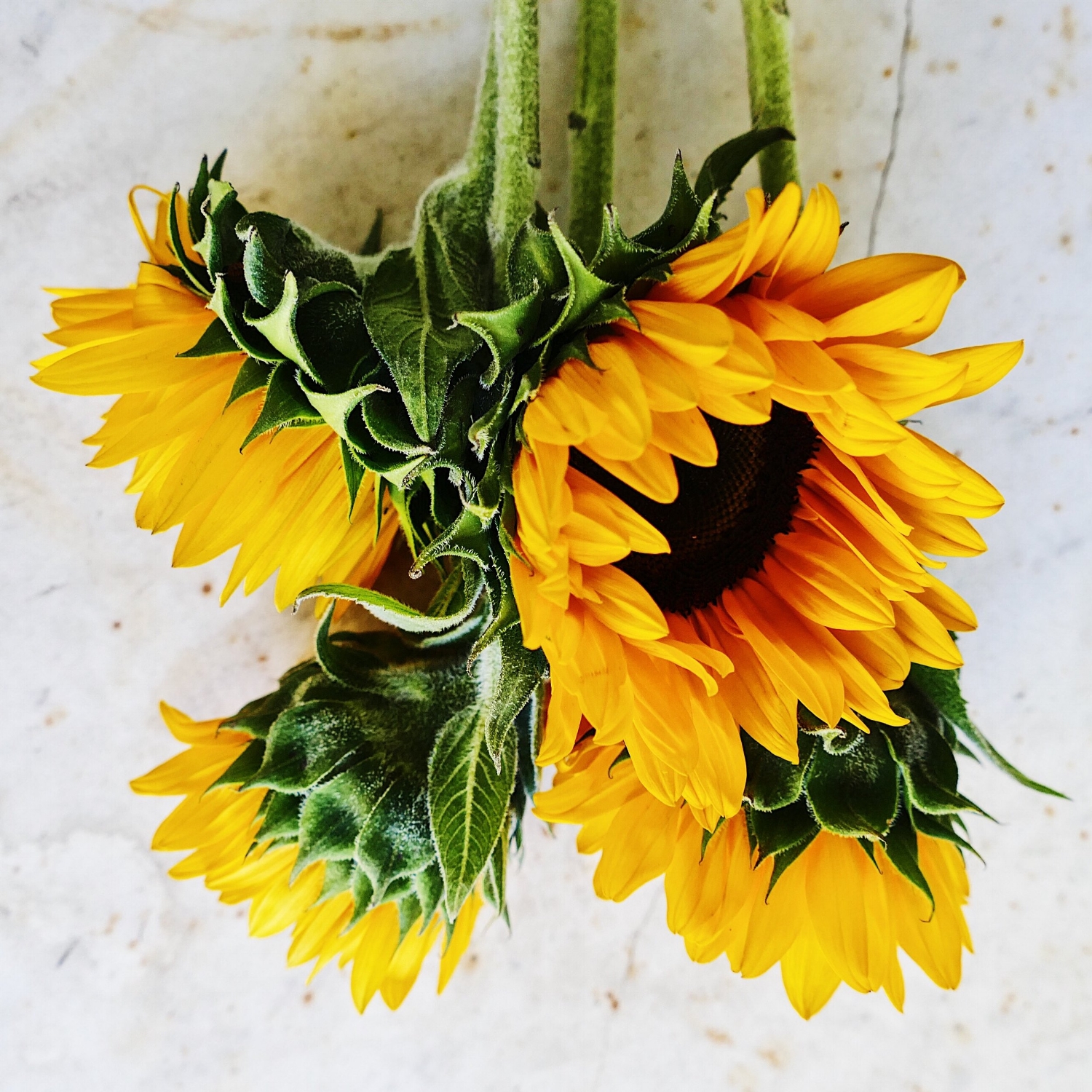 Upside Down Sunflowers