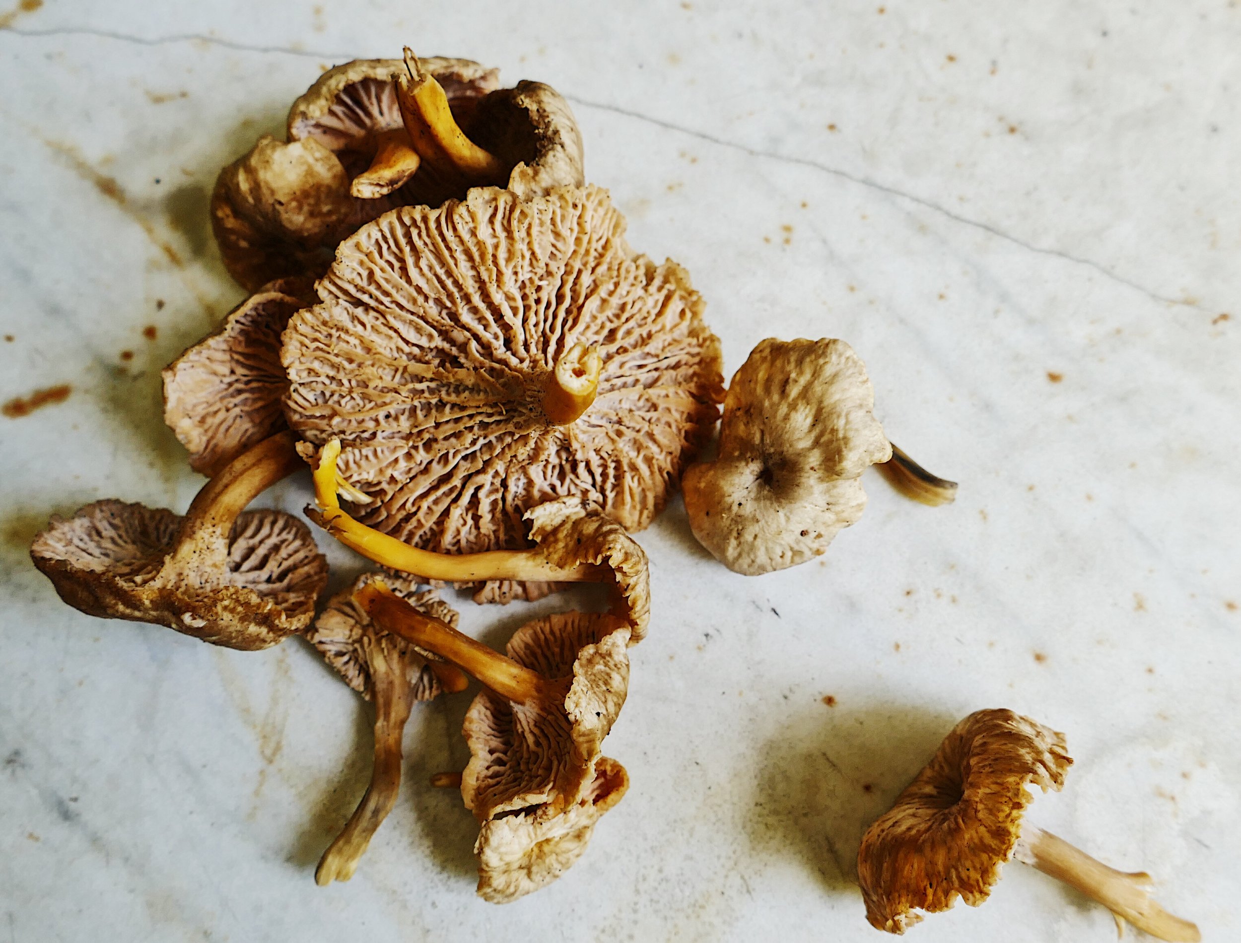 Yellowfoot Chanterelle Mushrooms