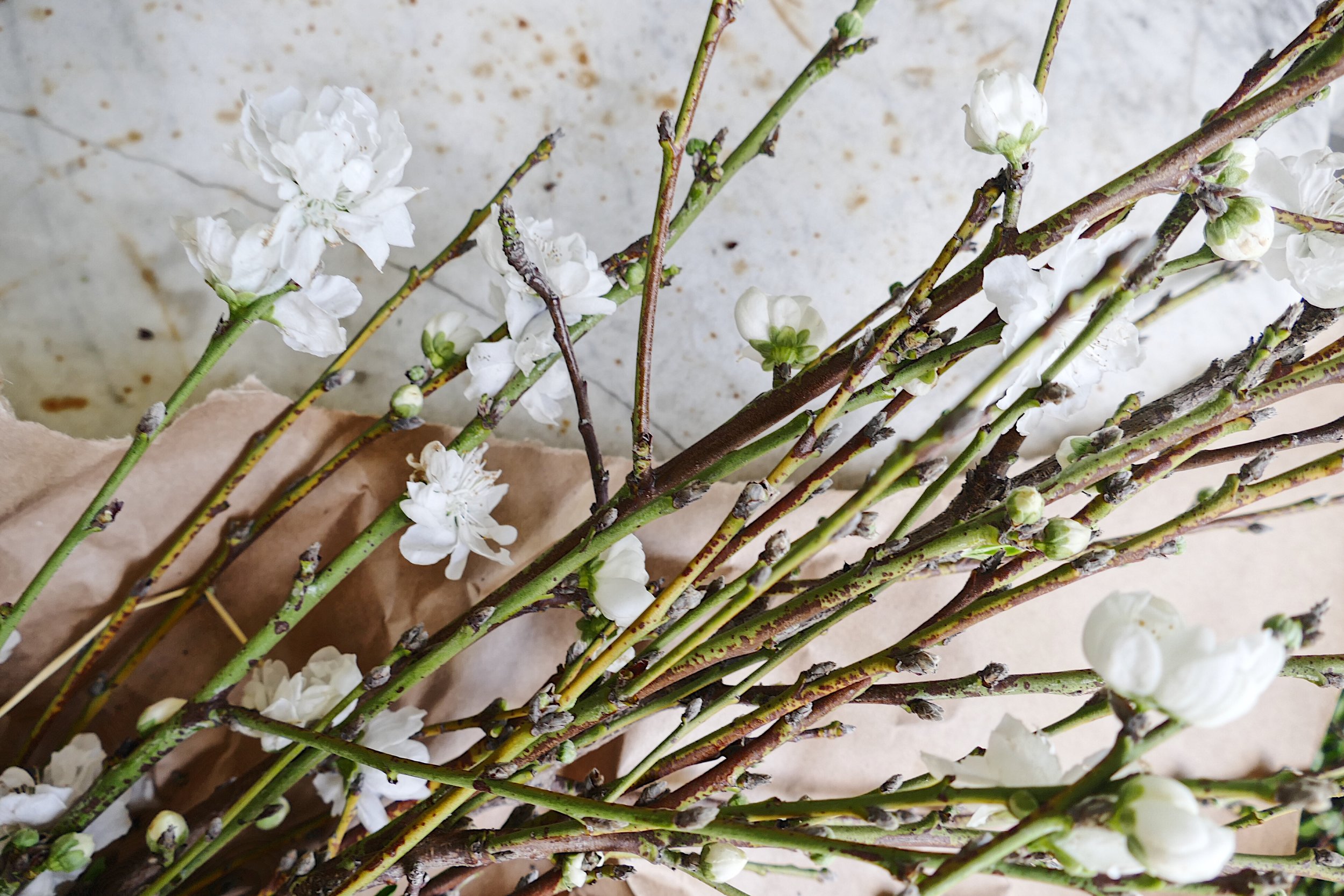 Peach Blossom Branches