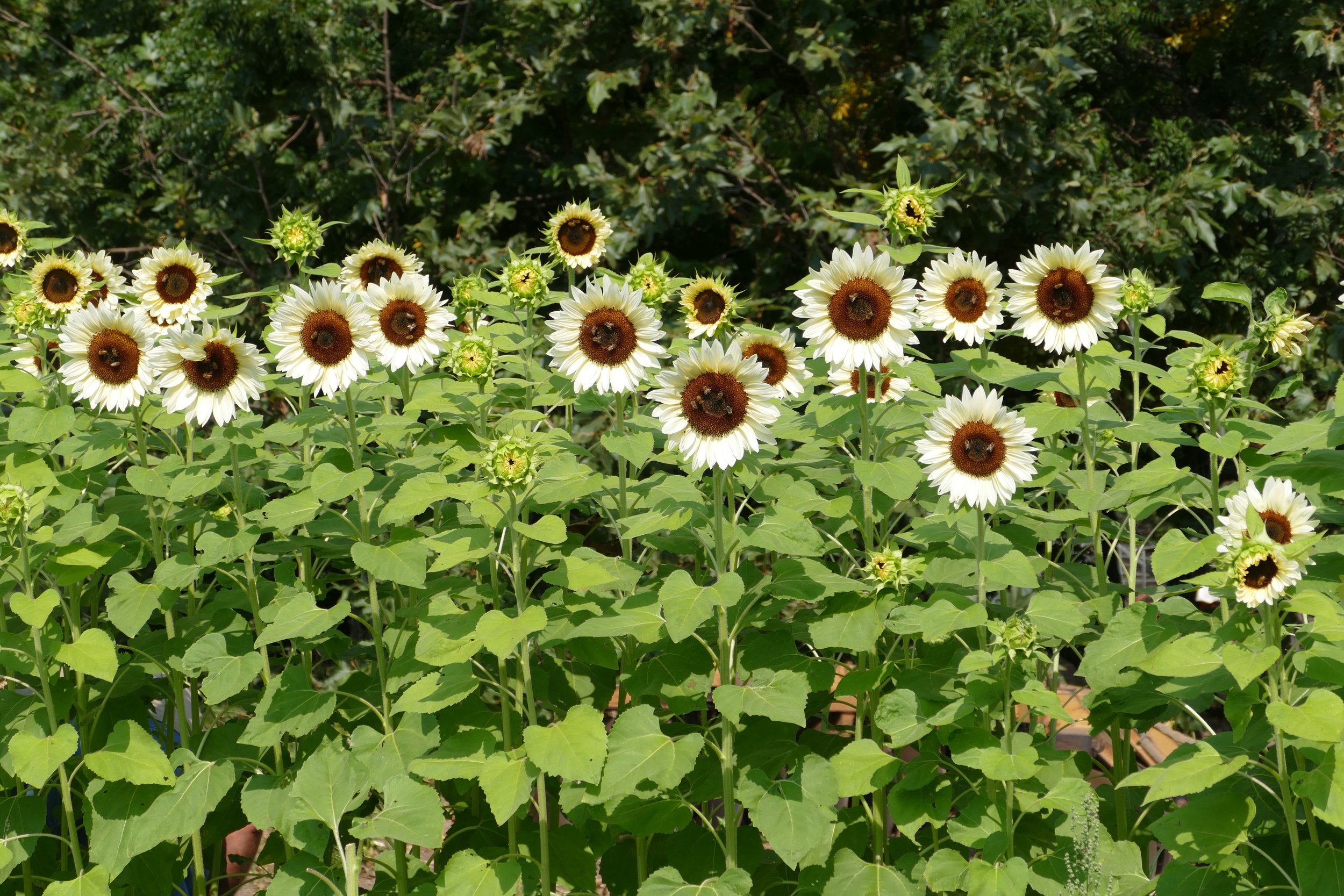 Sunflowers, Thorne Family Farm, Malibu