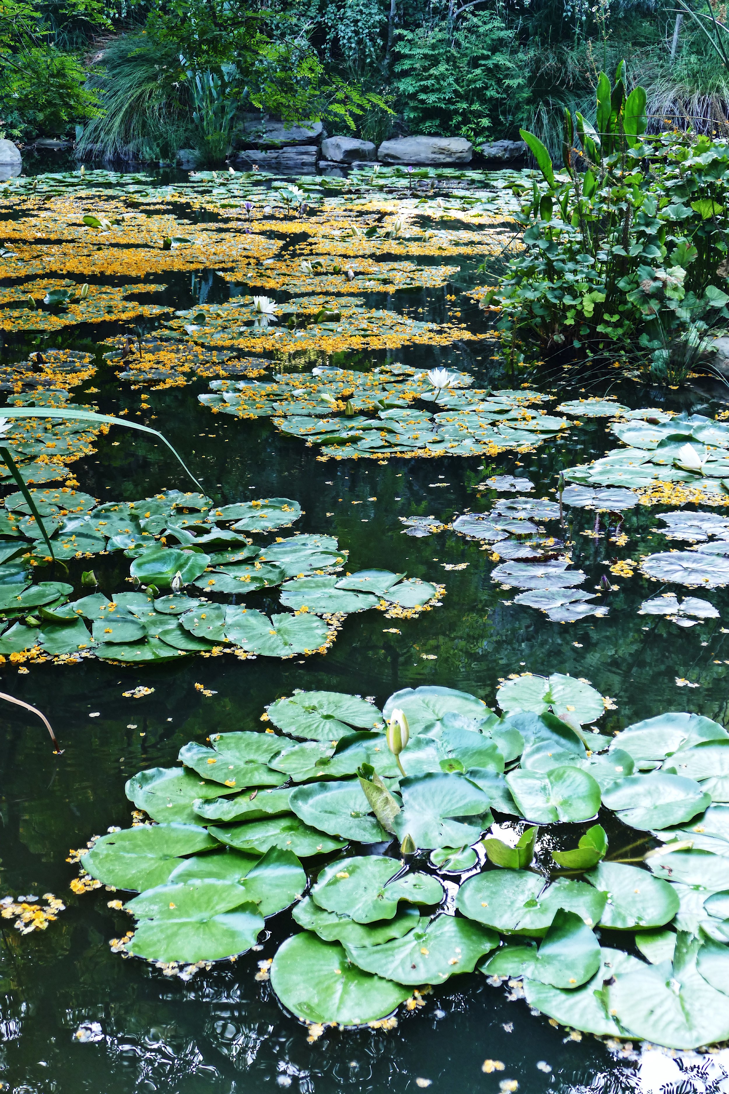 Lily Pond - Private Residence, Malibu