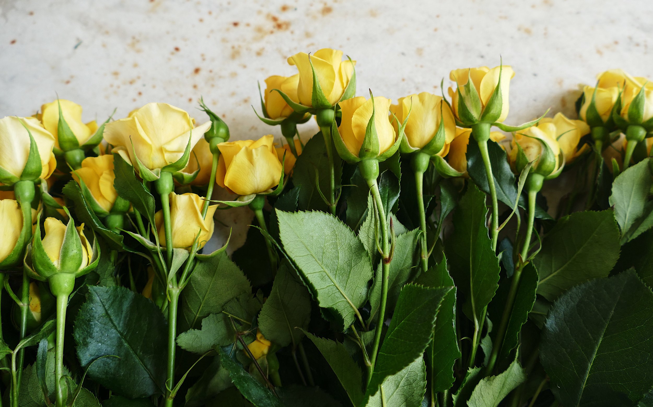 Yellow Roses