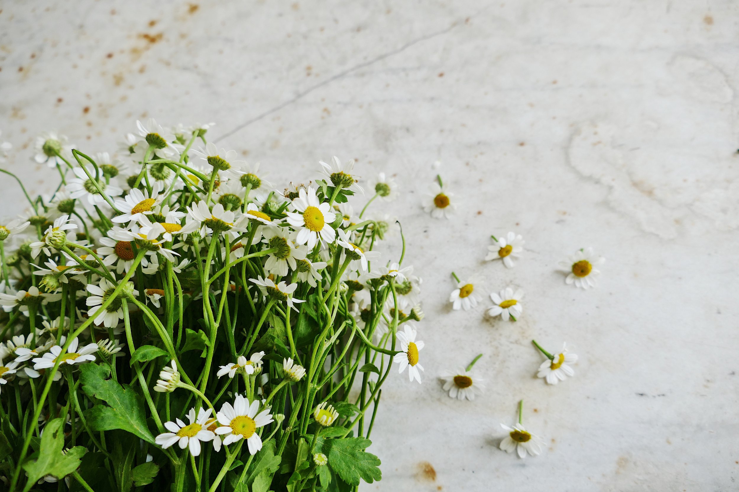 Chamomile