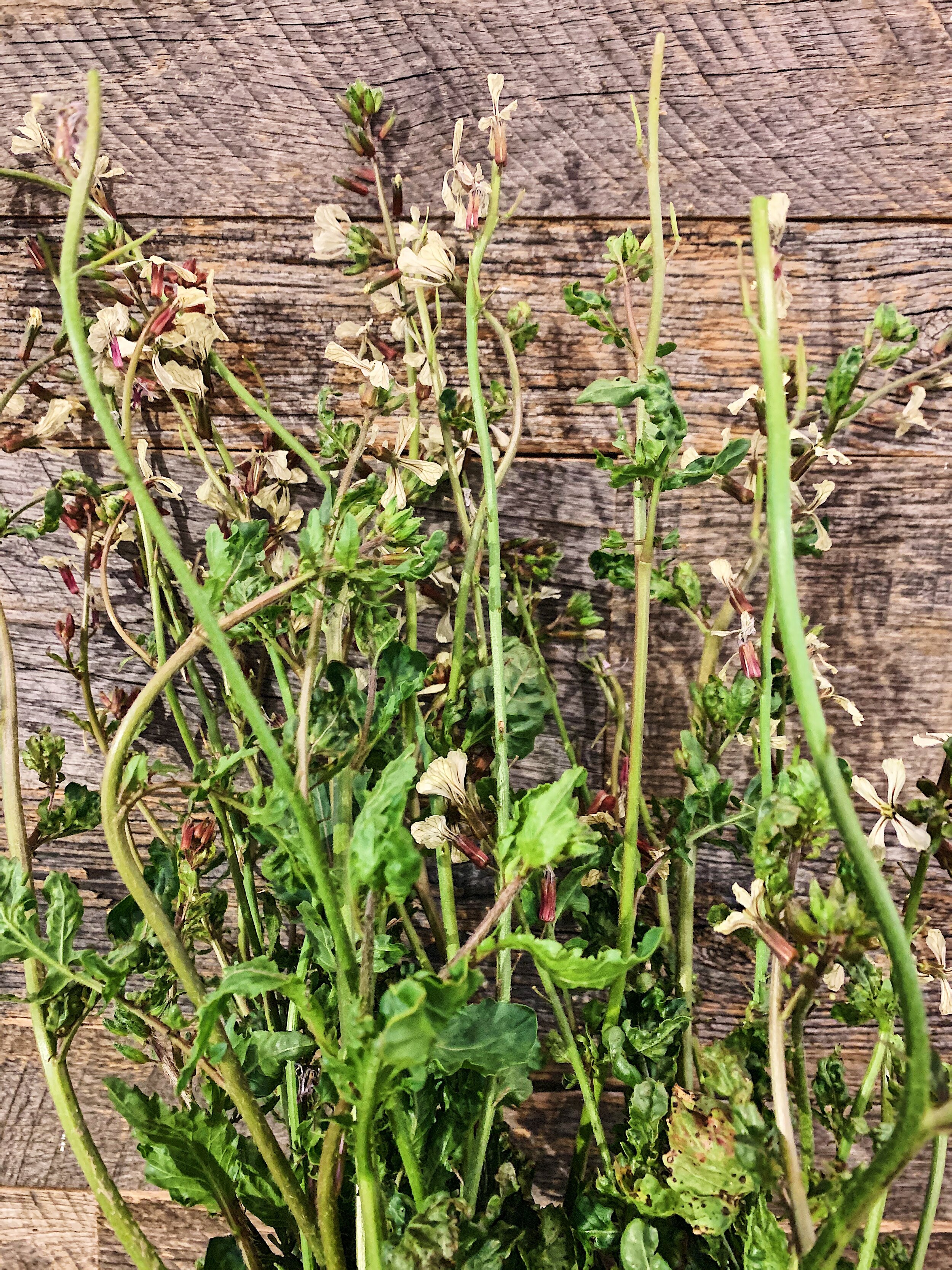 Arugula Blooms