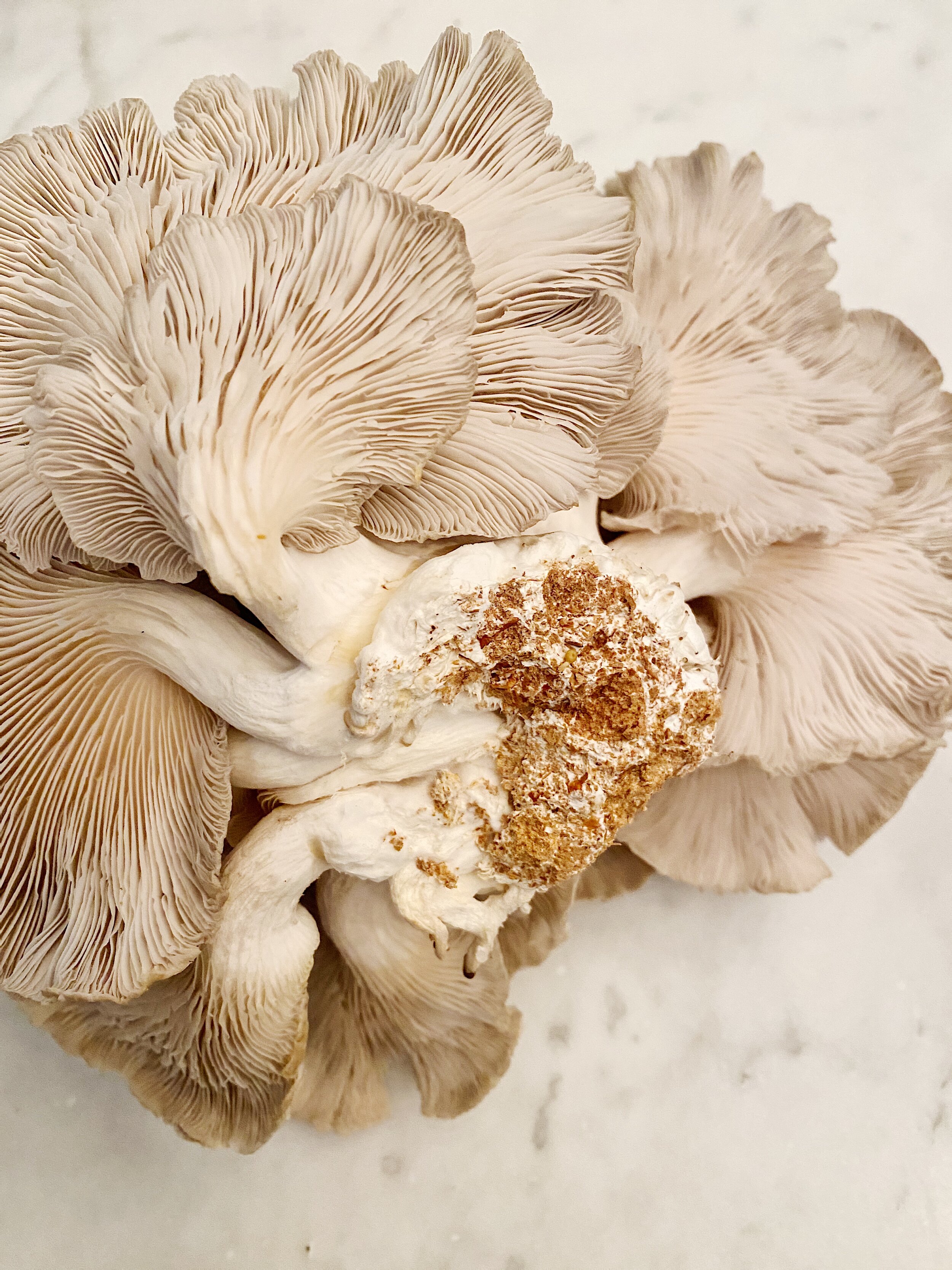Underside of a Brown Oyster Mushroom