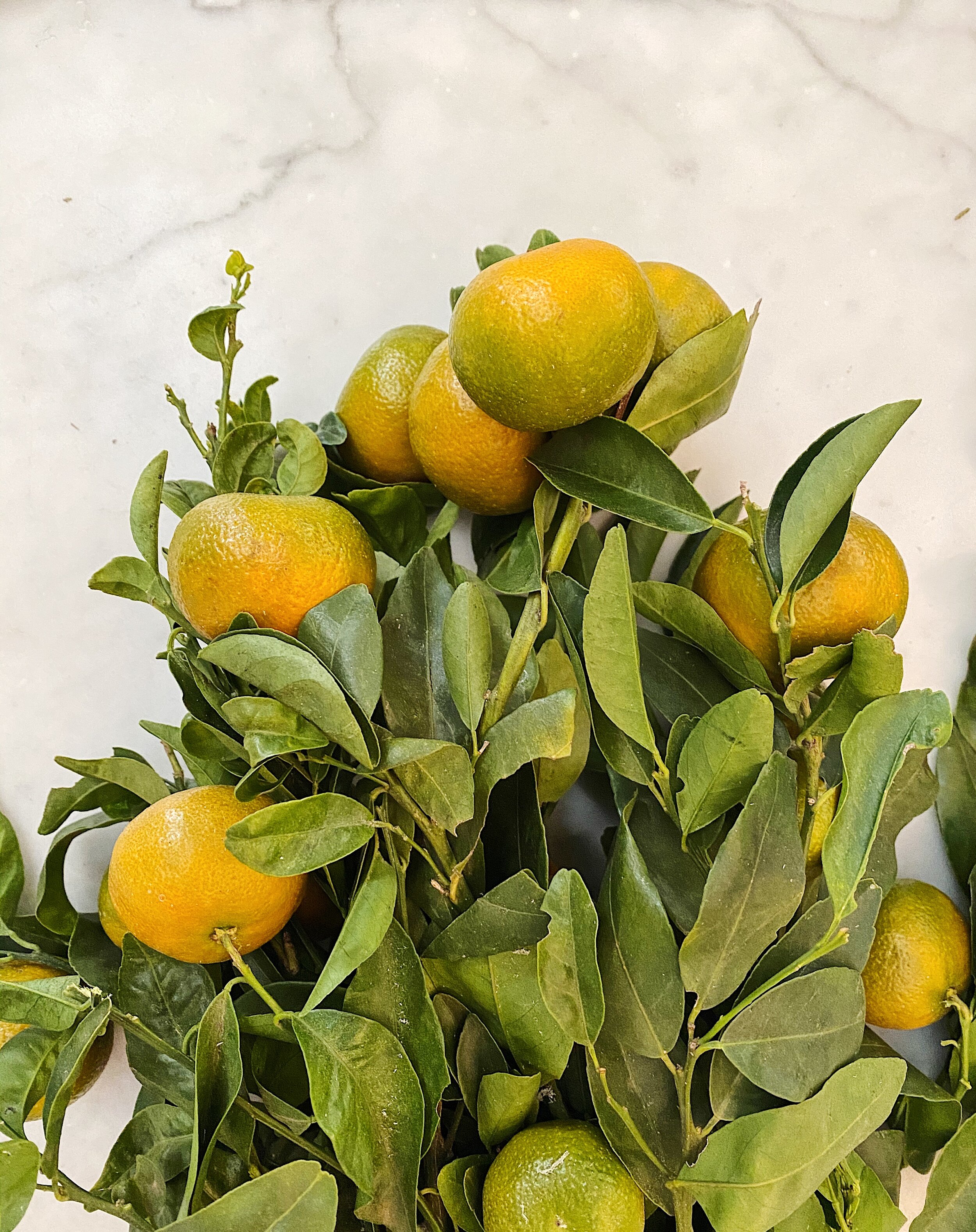 Branches of Tangerines