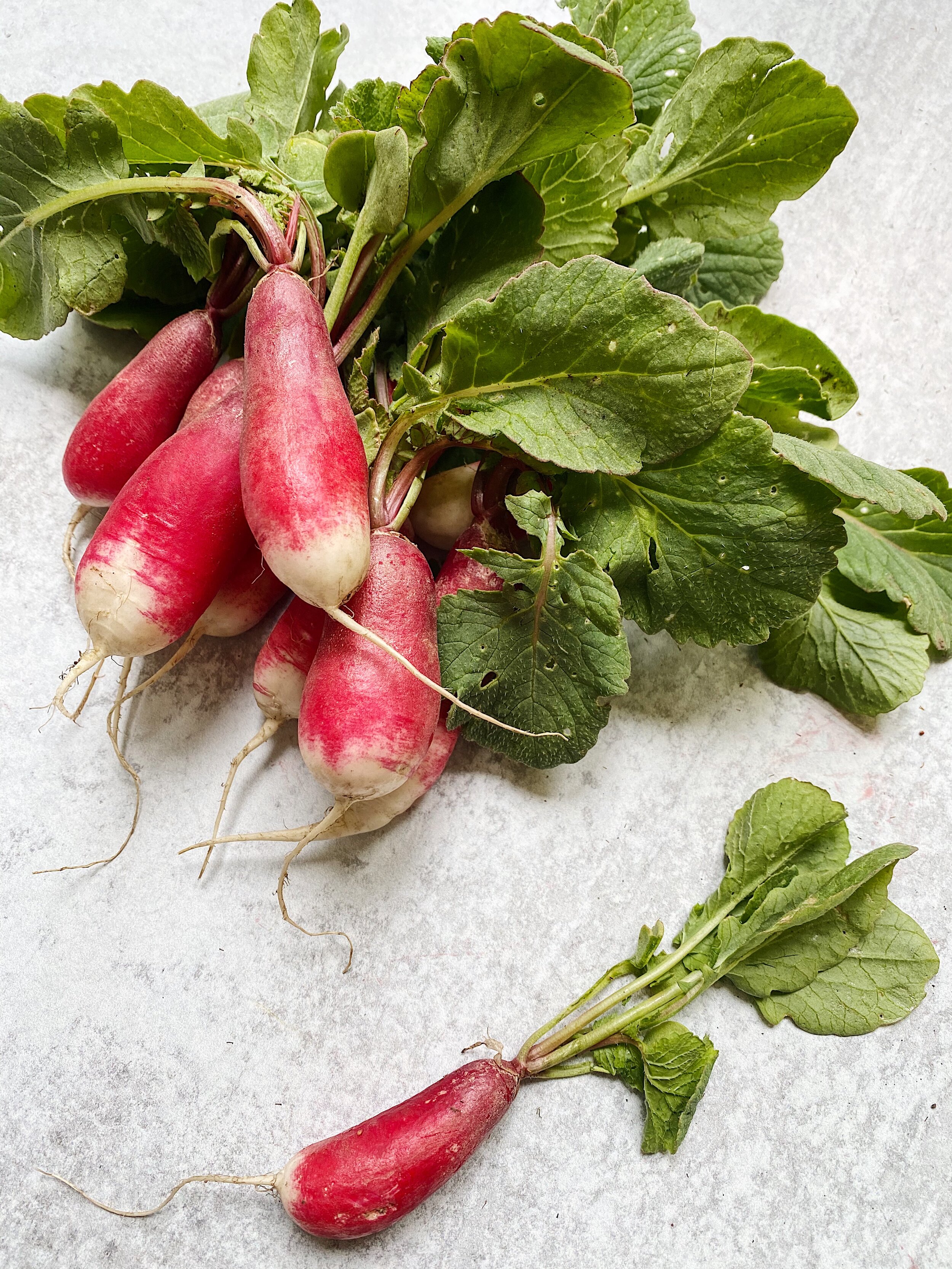 French Breakfast Radish