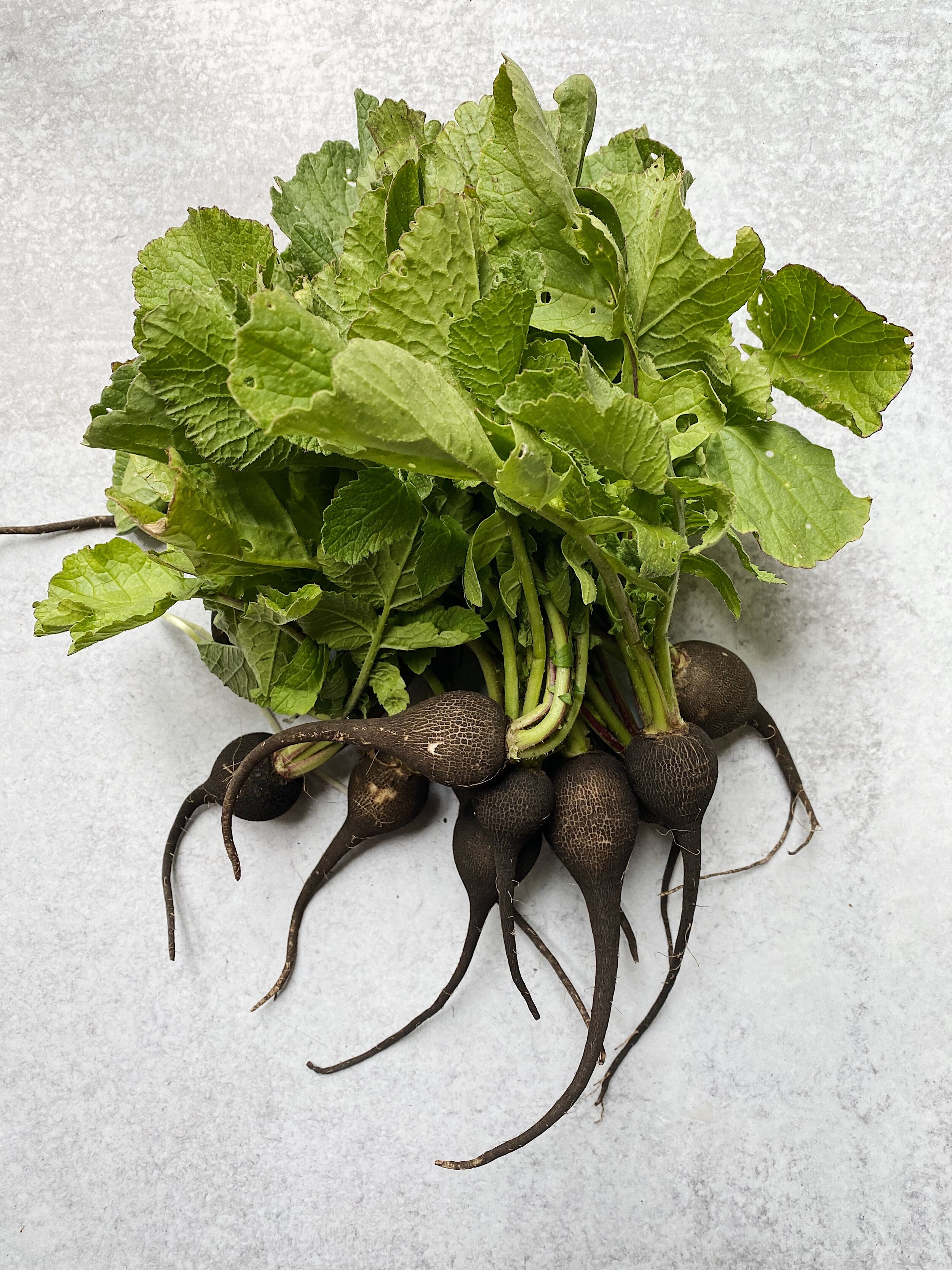 Black Radishes