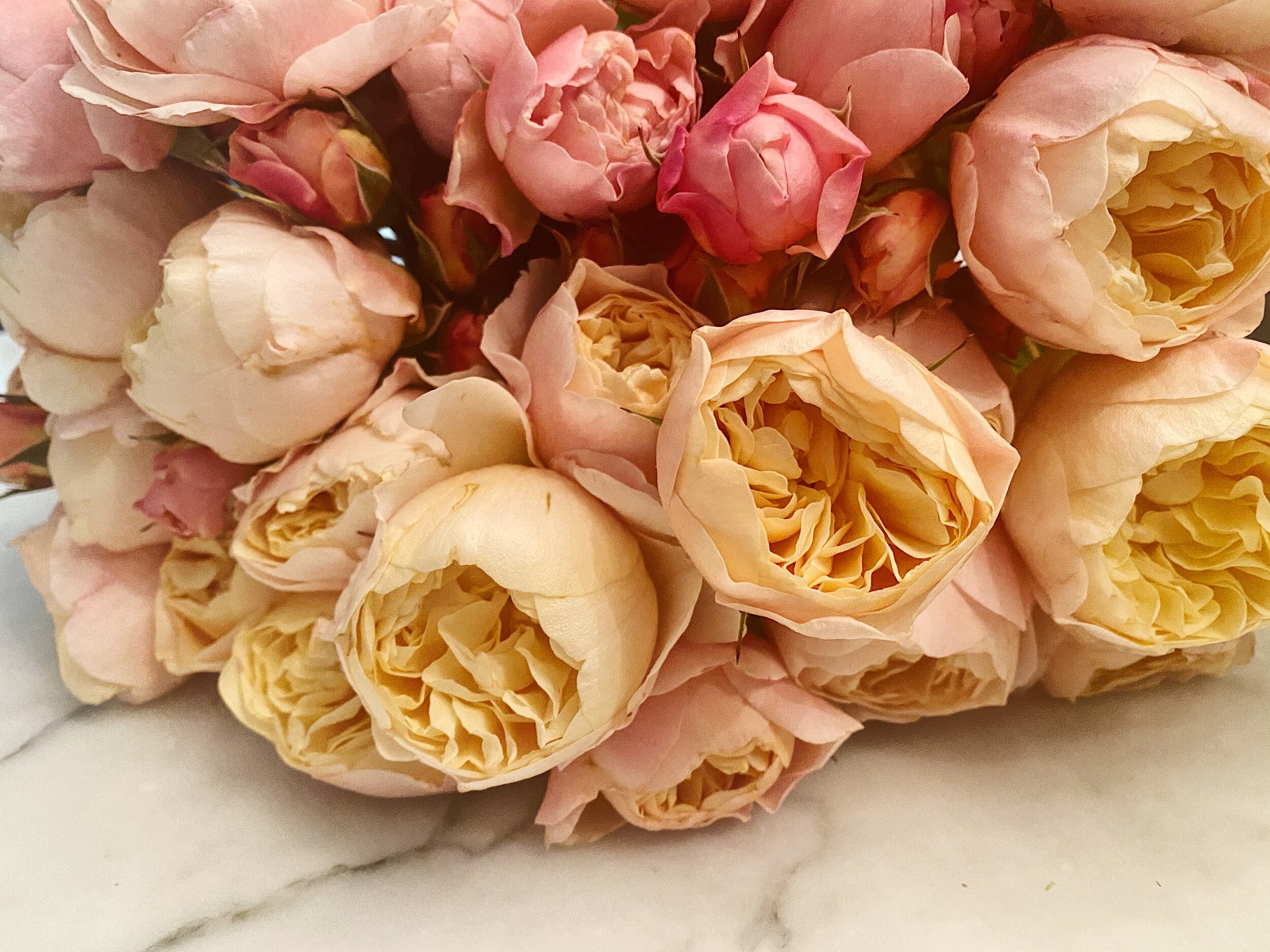 Heirloom Roses