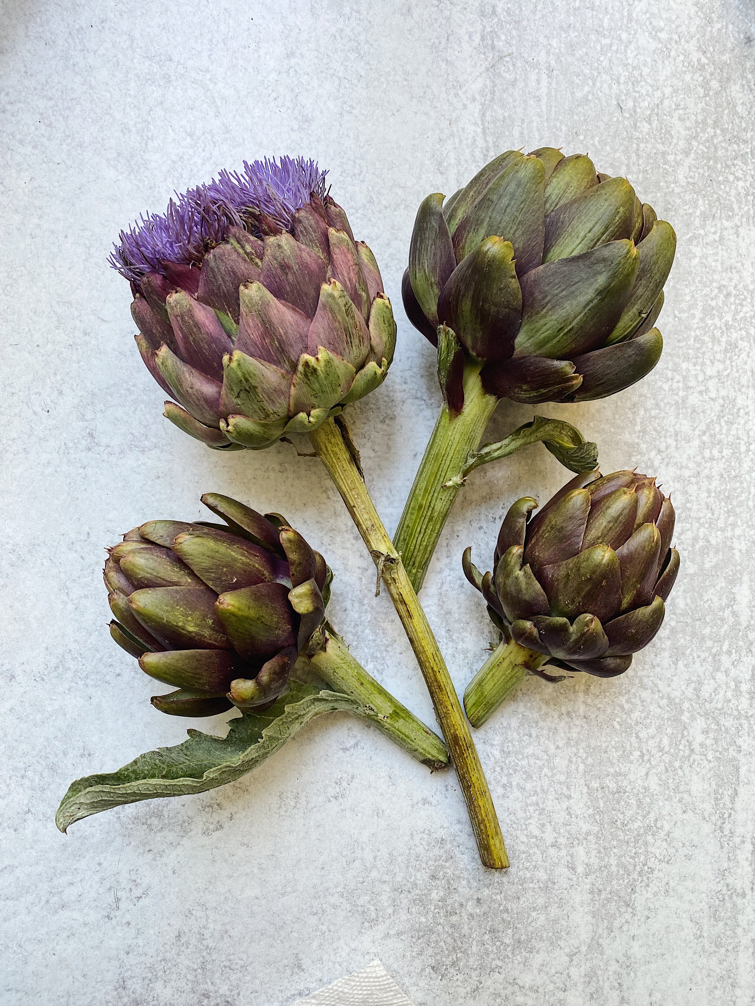 Artichokes and Flower