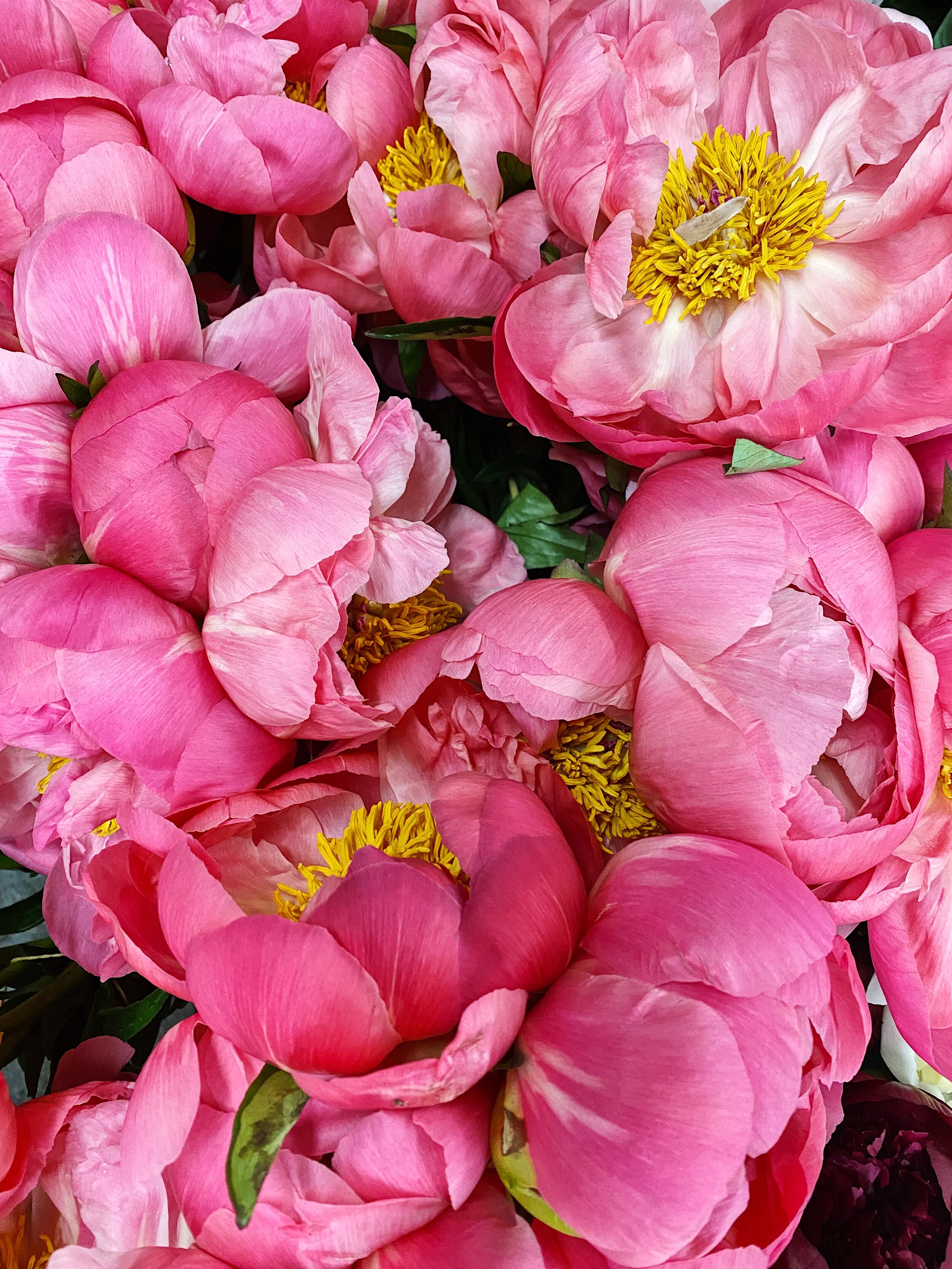 Pink Peonies