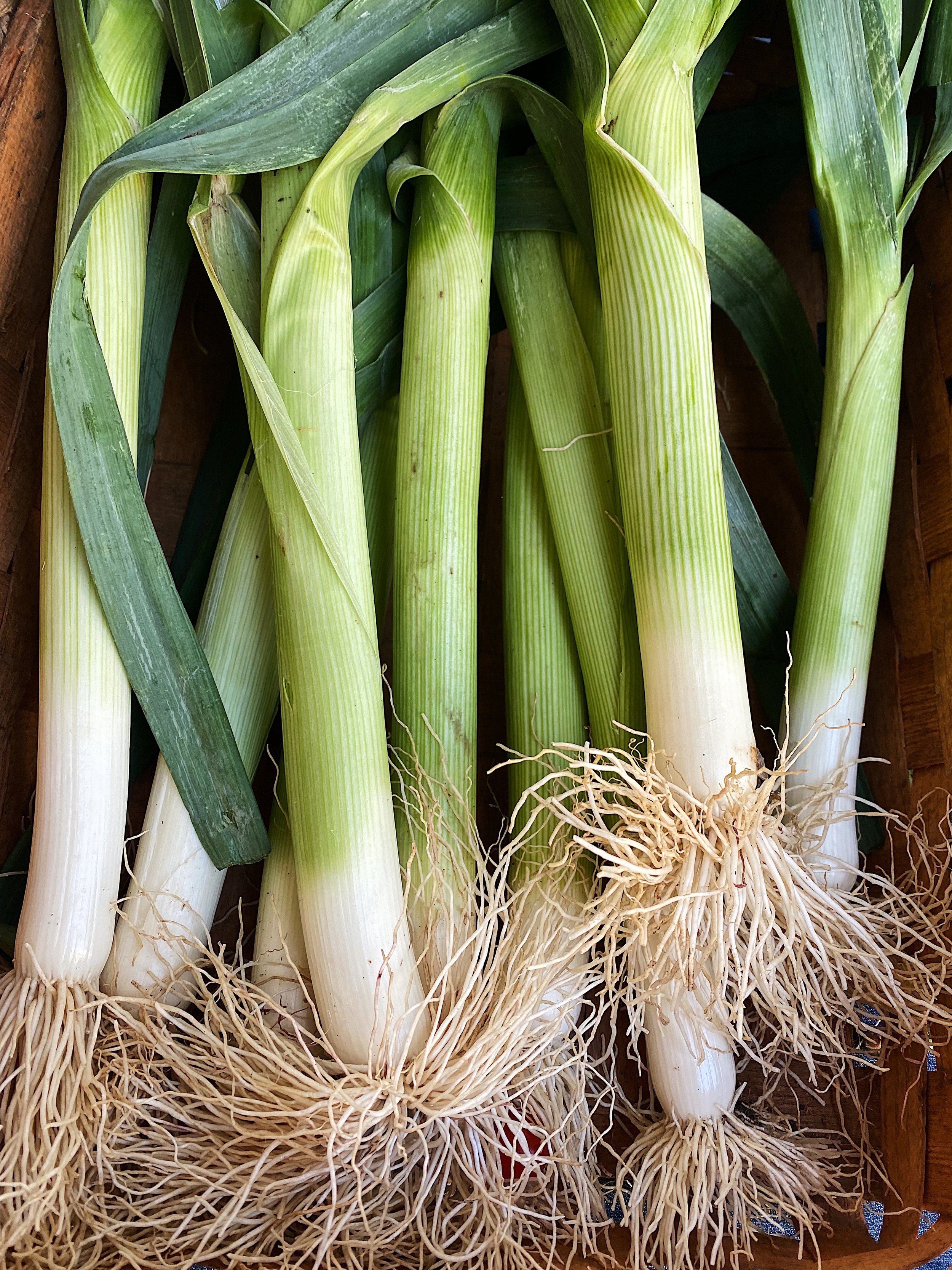 Scallions