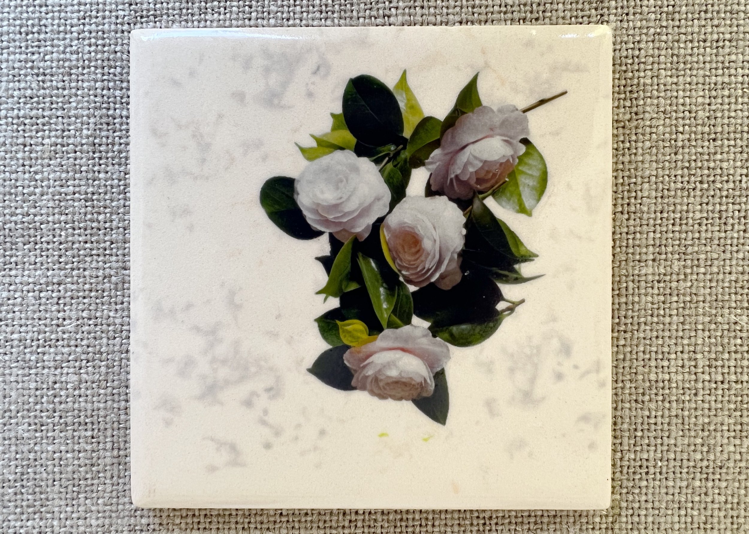 Pale Pink Camellias Ceramic Coaster