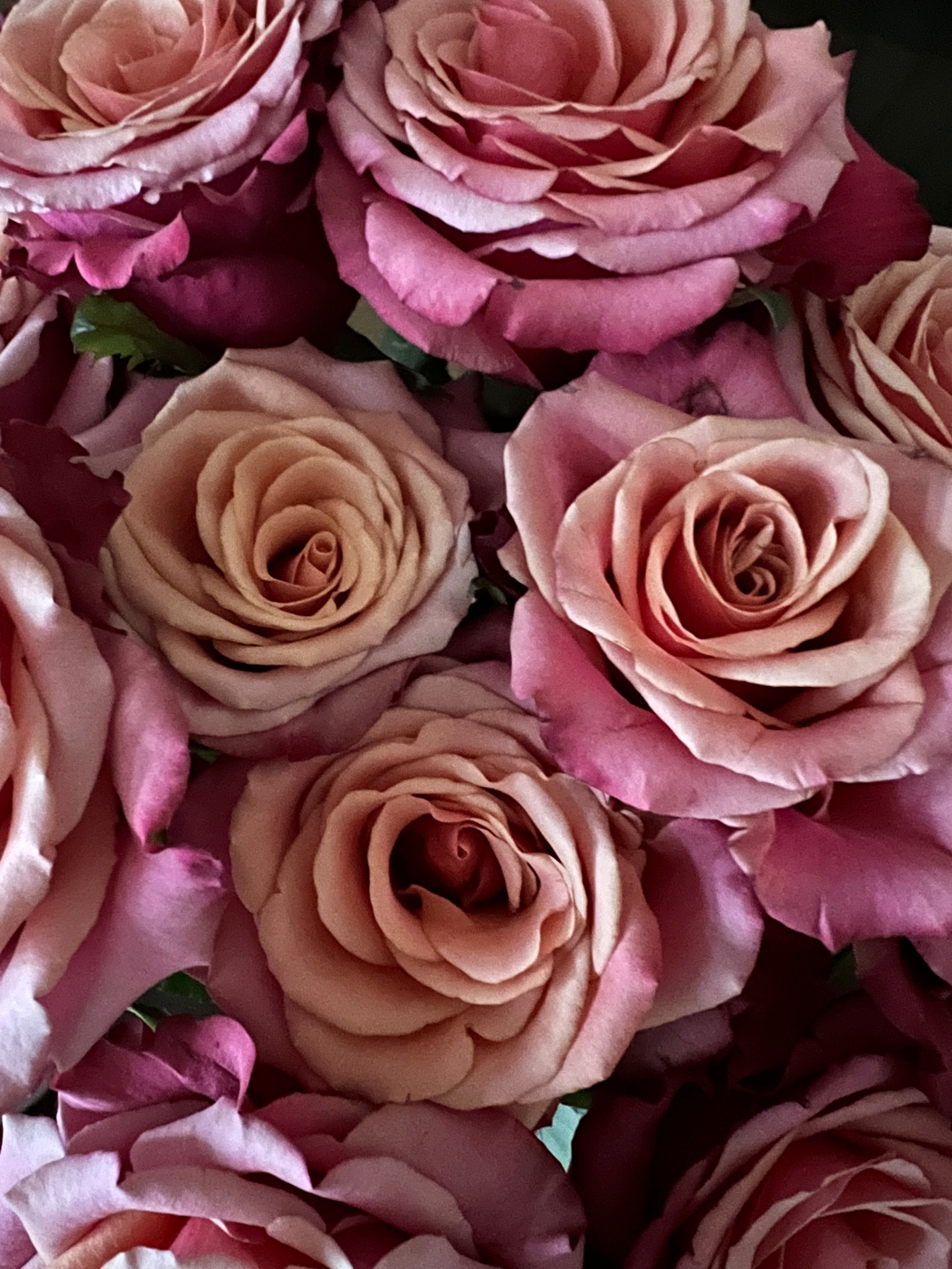 Dusty Pink Roses