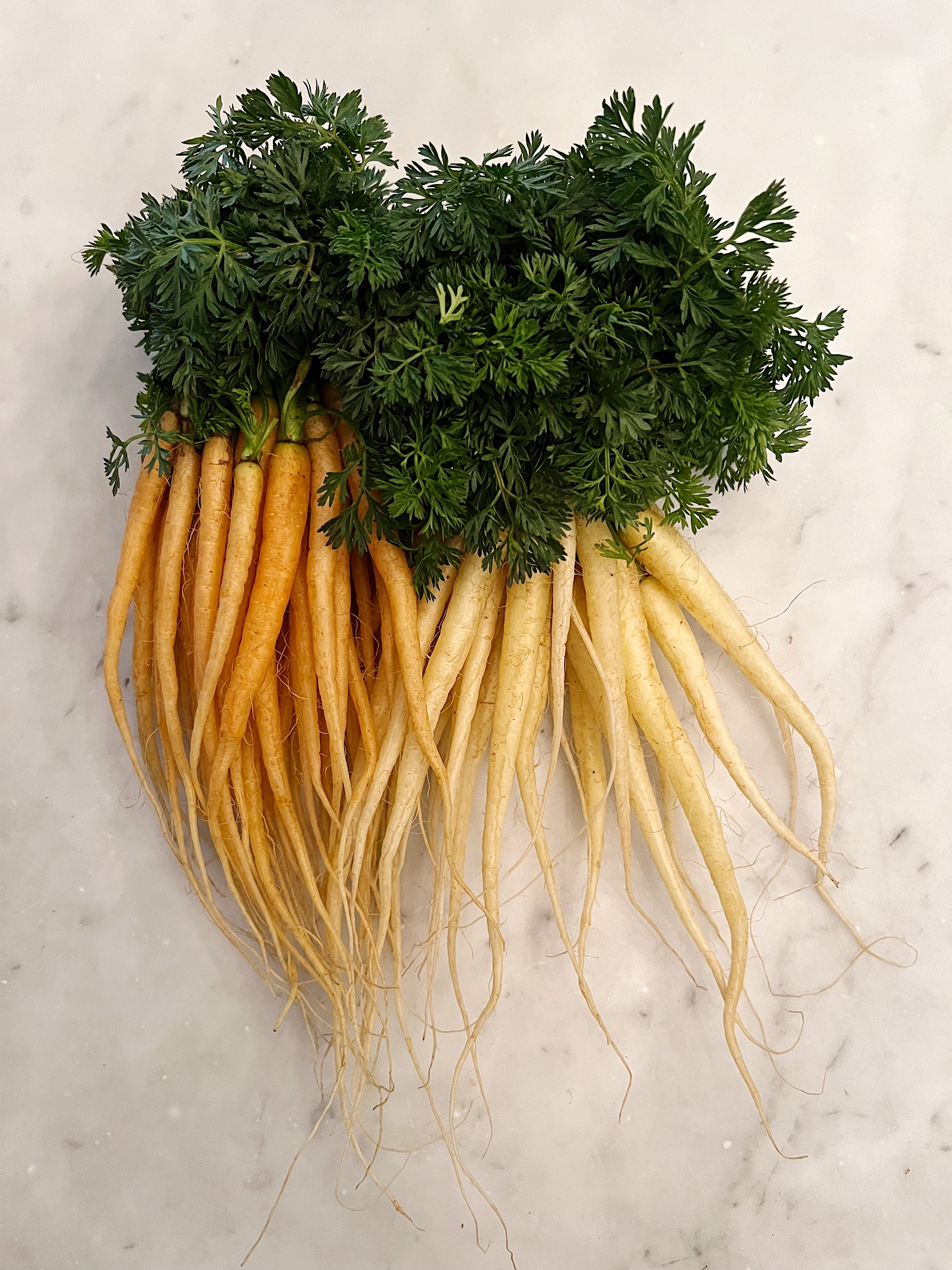 A Pair of Carrot Bunches