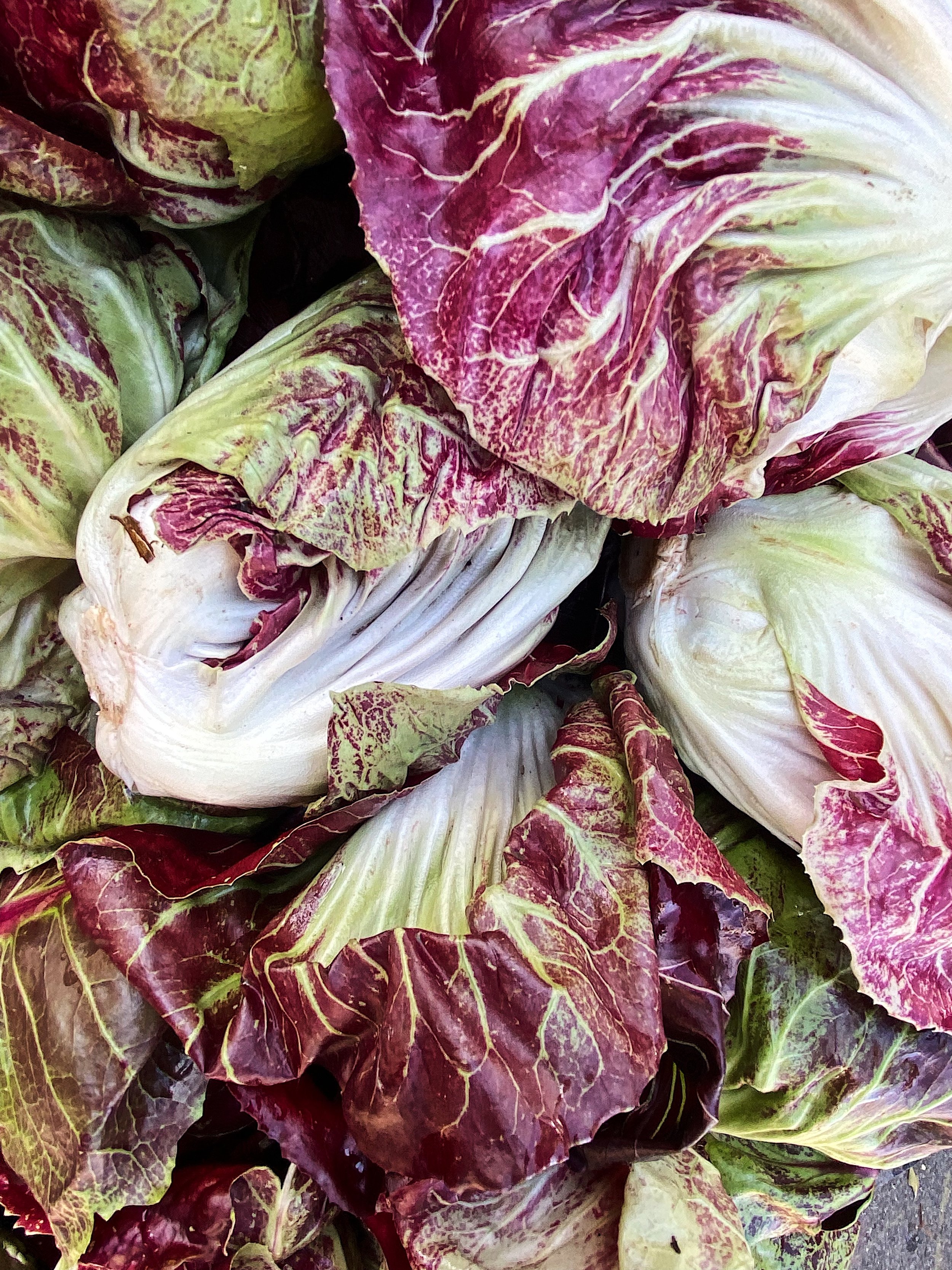 Purple Lettuce Leaf Heads