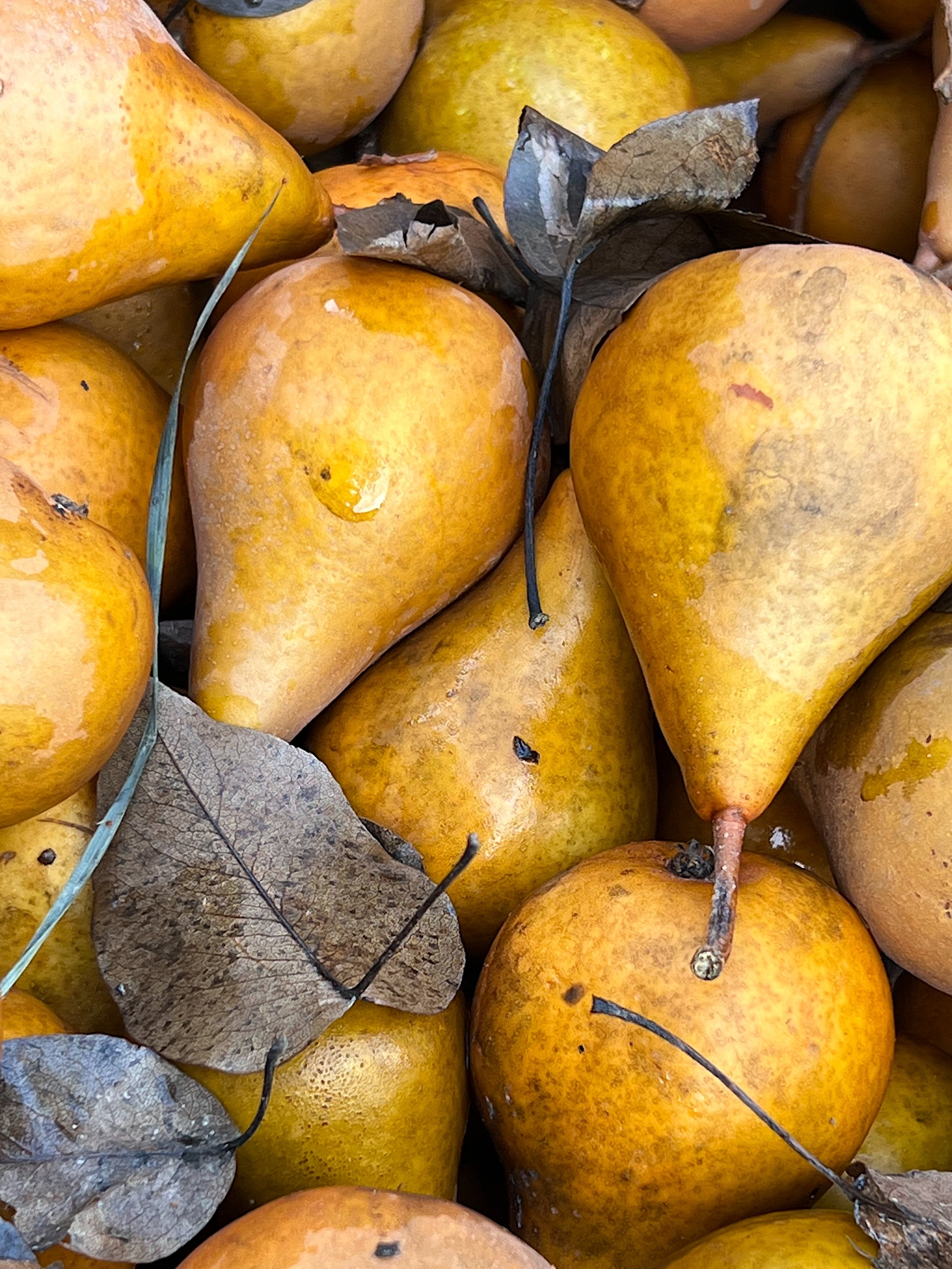 Fall Pears