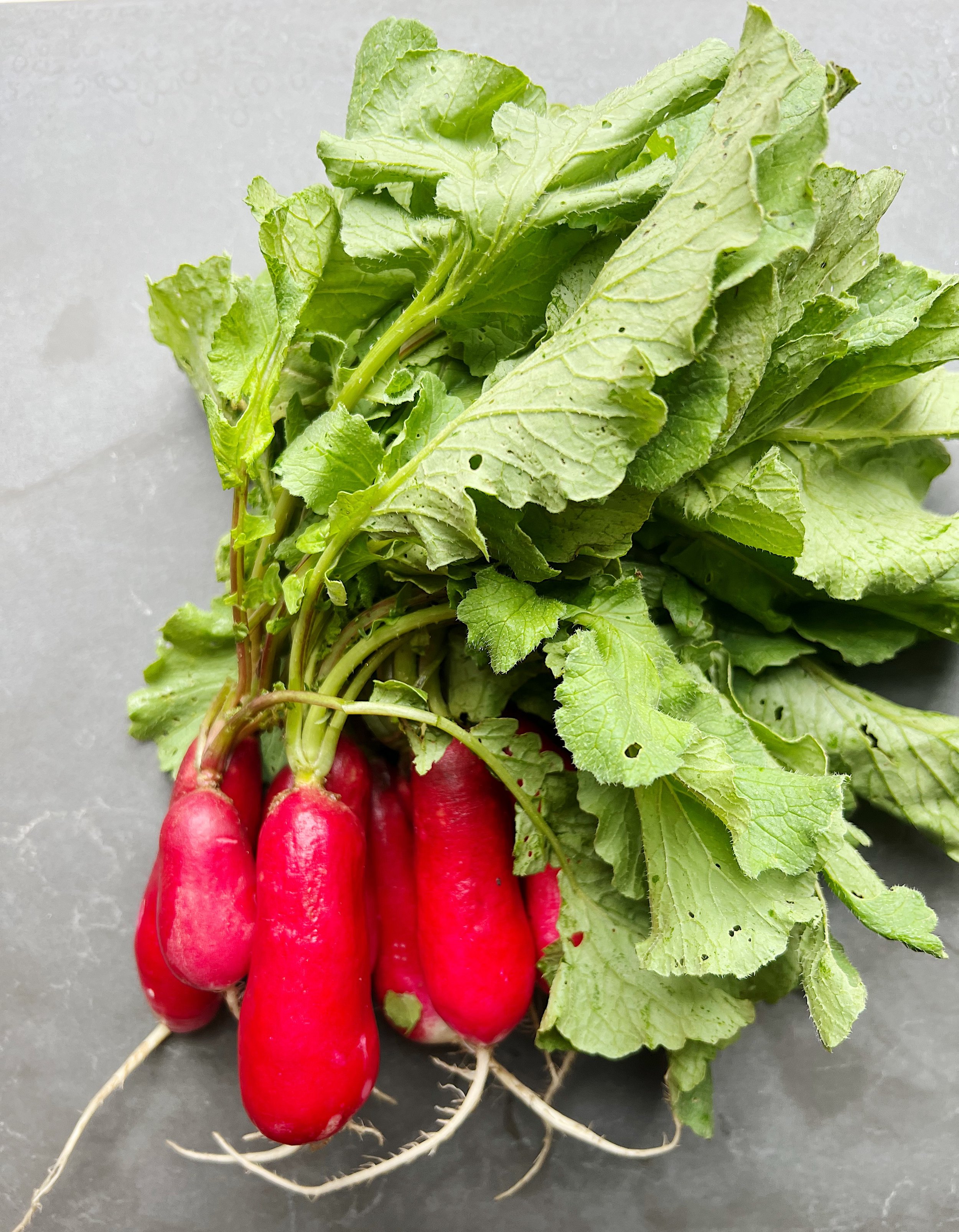 French Market Radishes