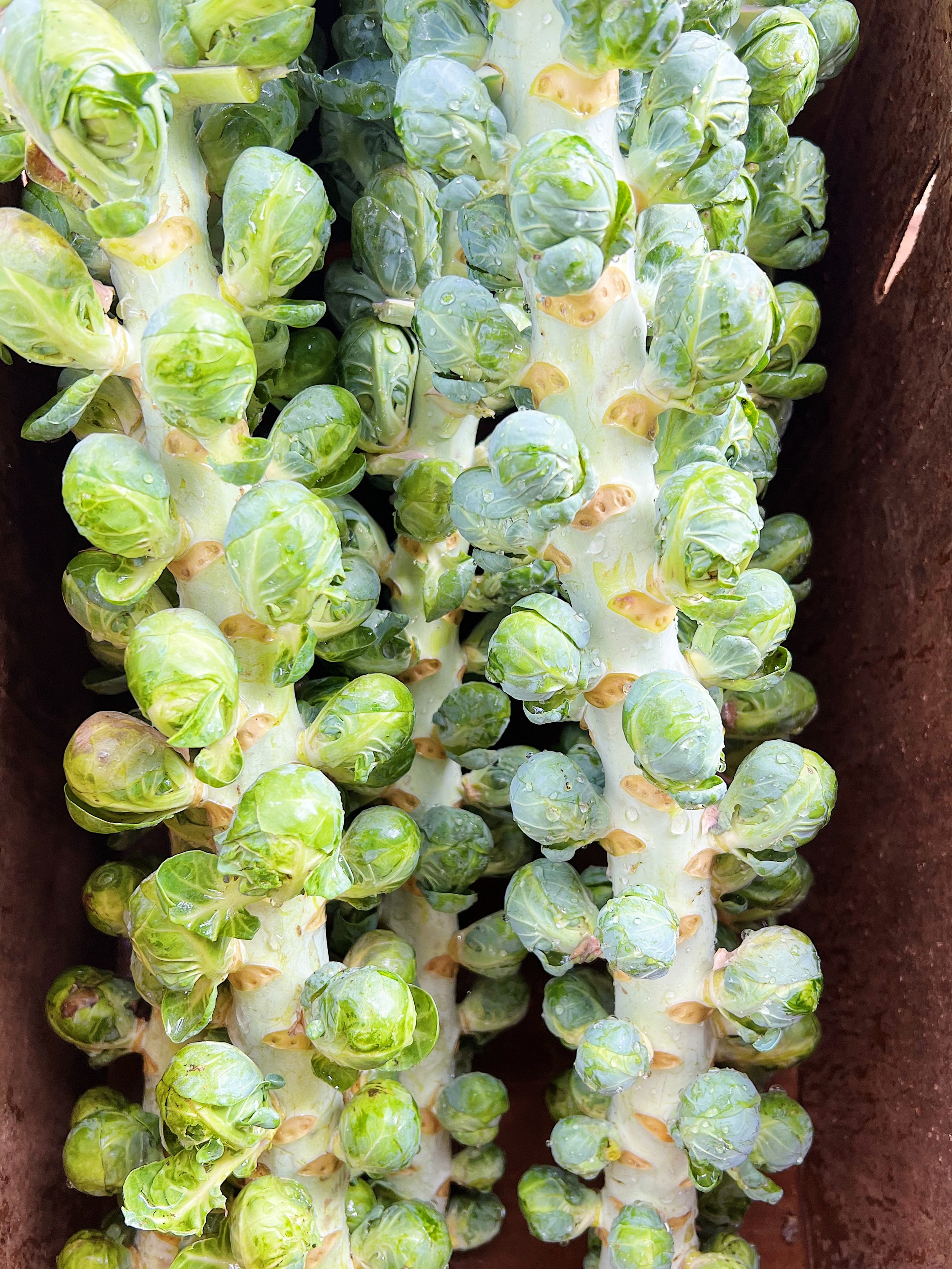 Farm Fresh Brussel Sprouts