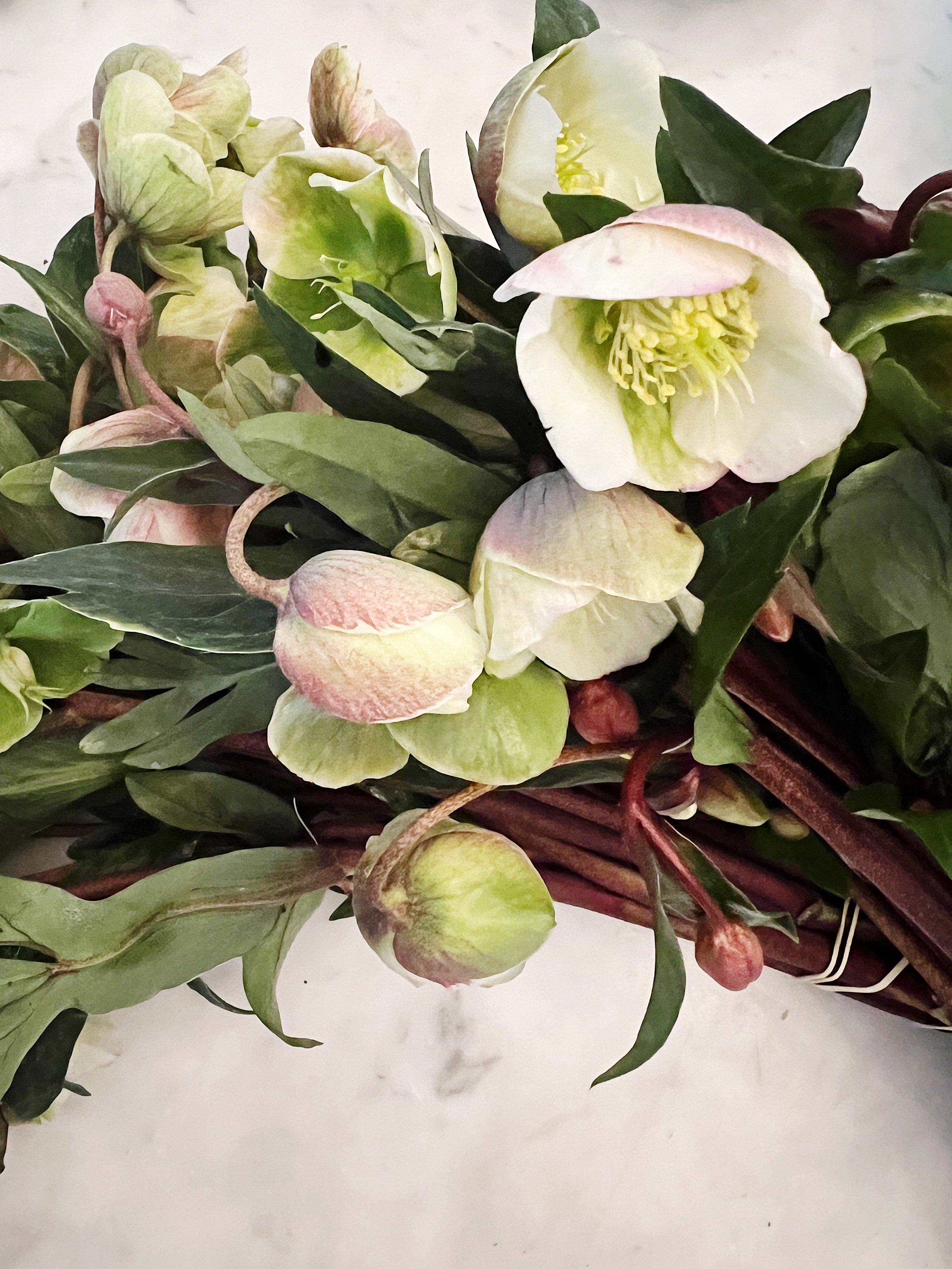 Helleborus