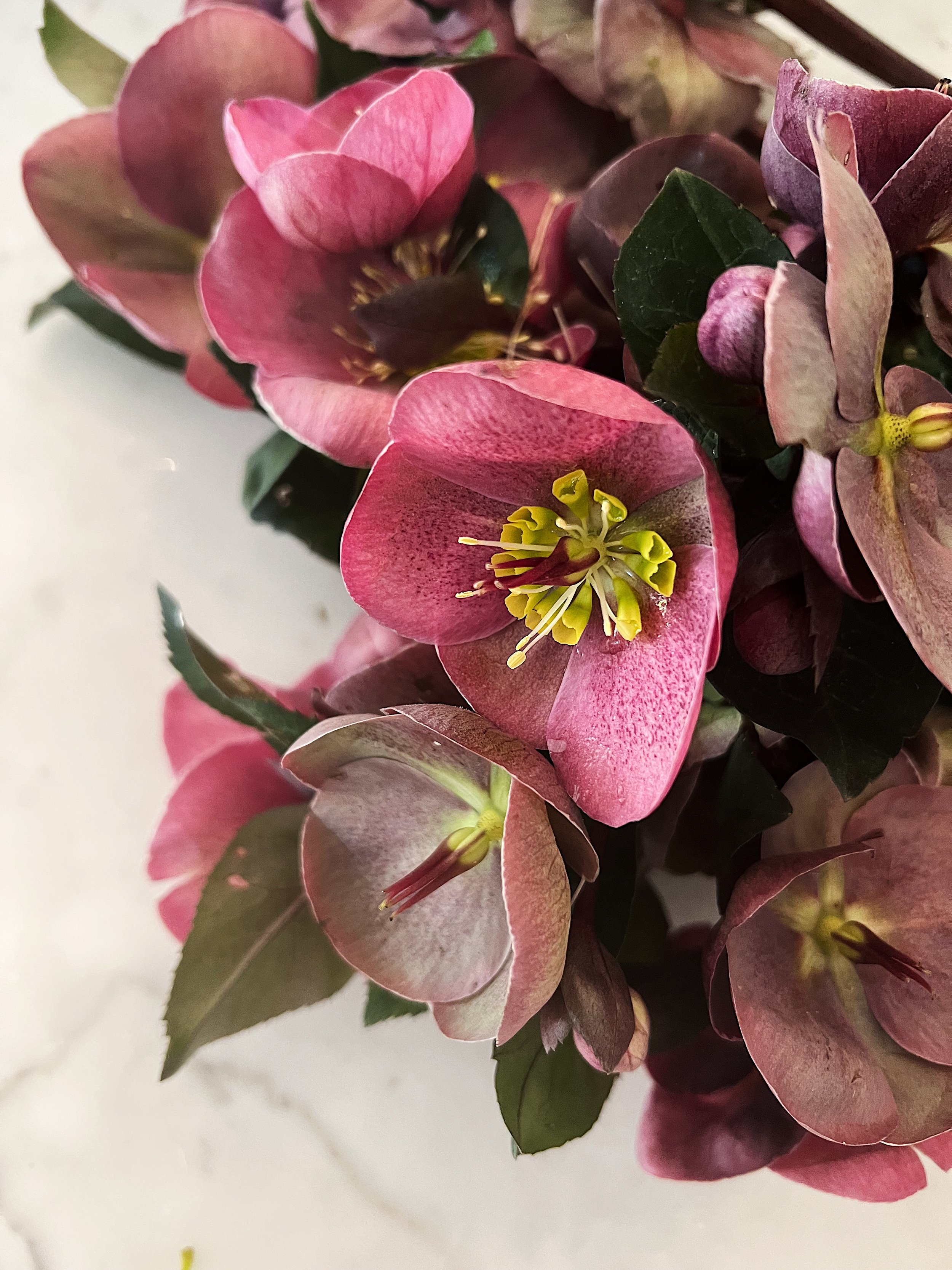 Helleborus