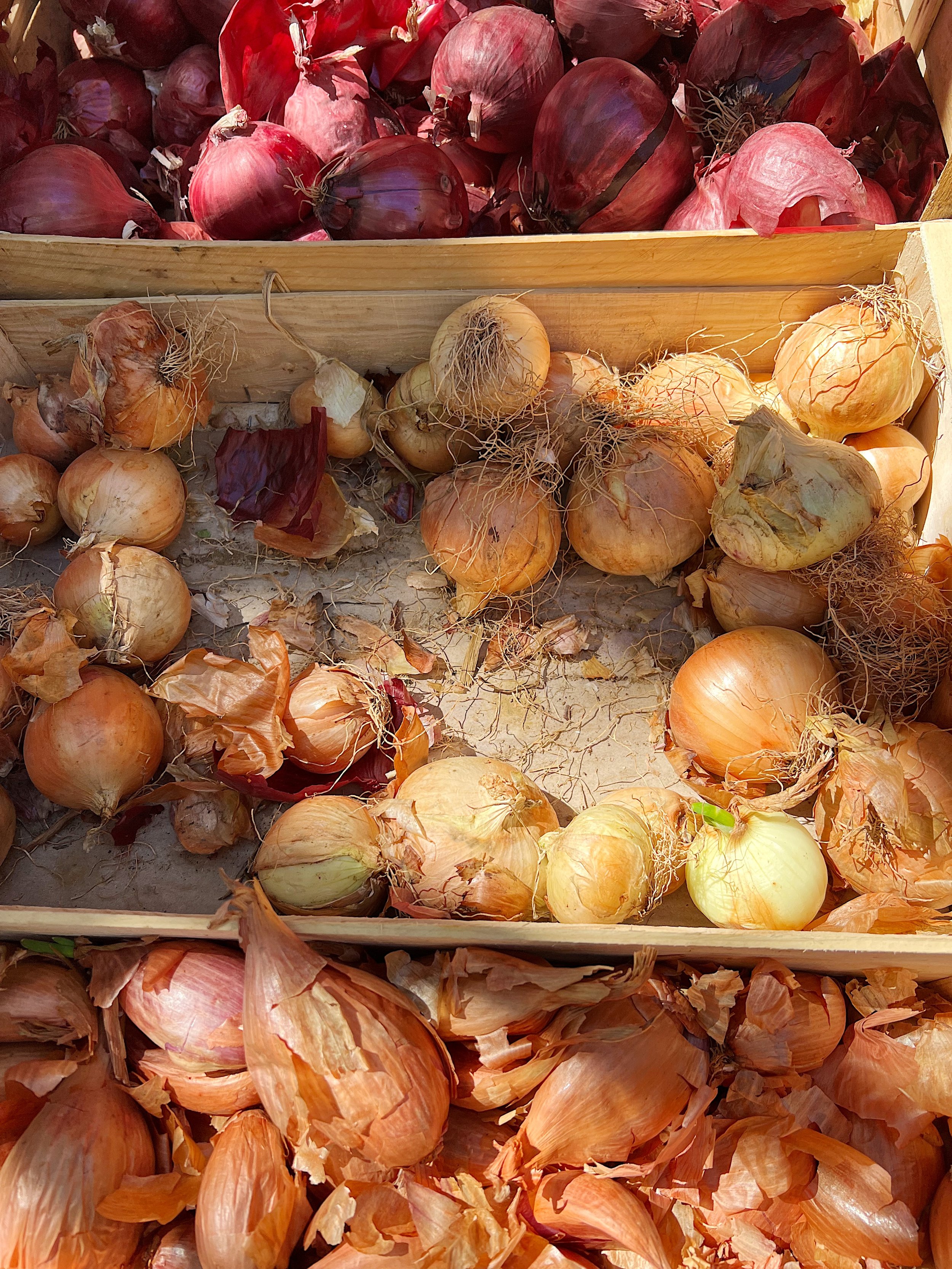Onions, Arles Market