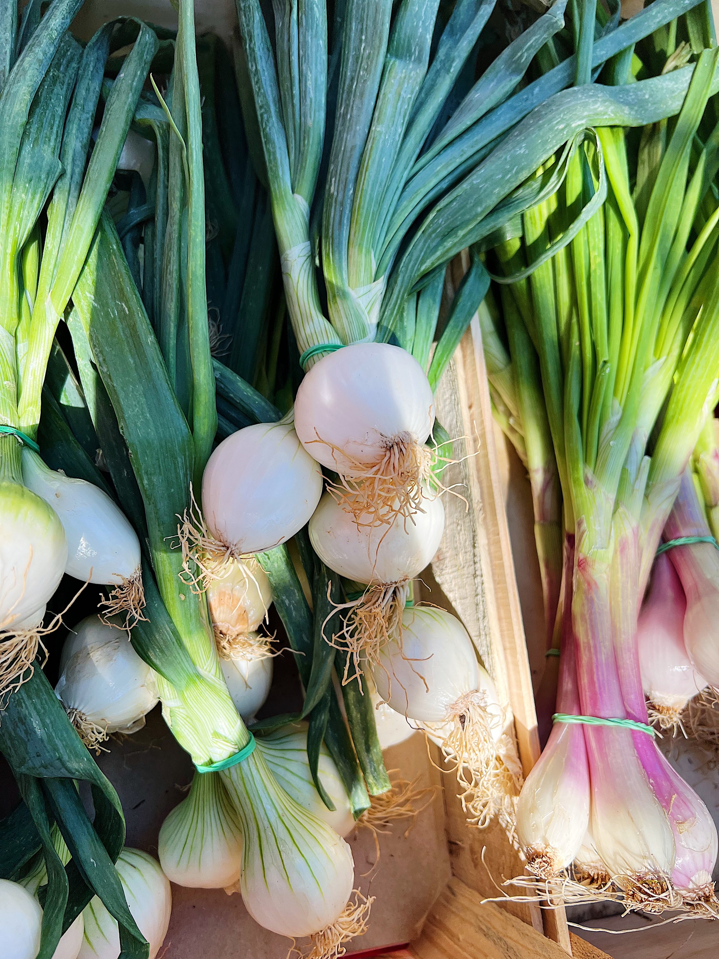 Green Onions, Arles Market