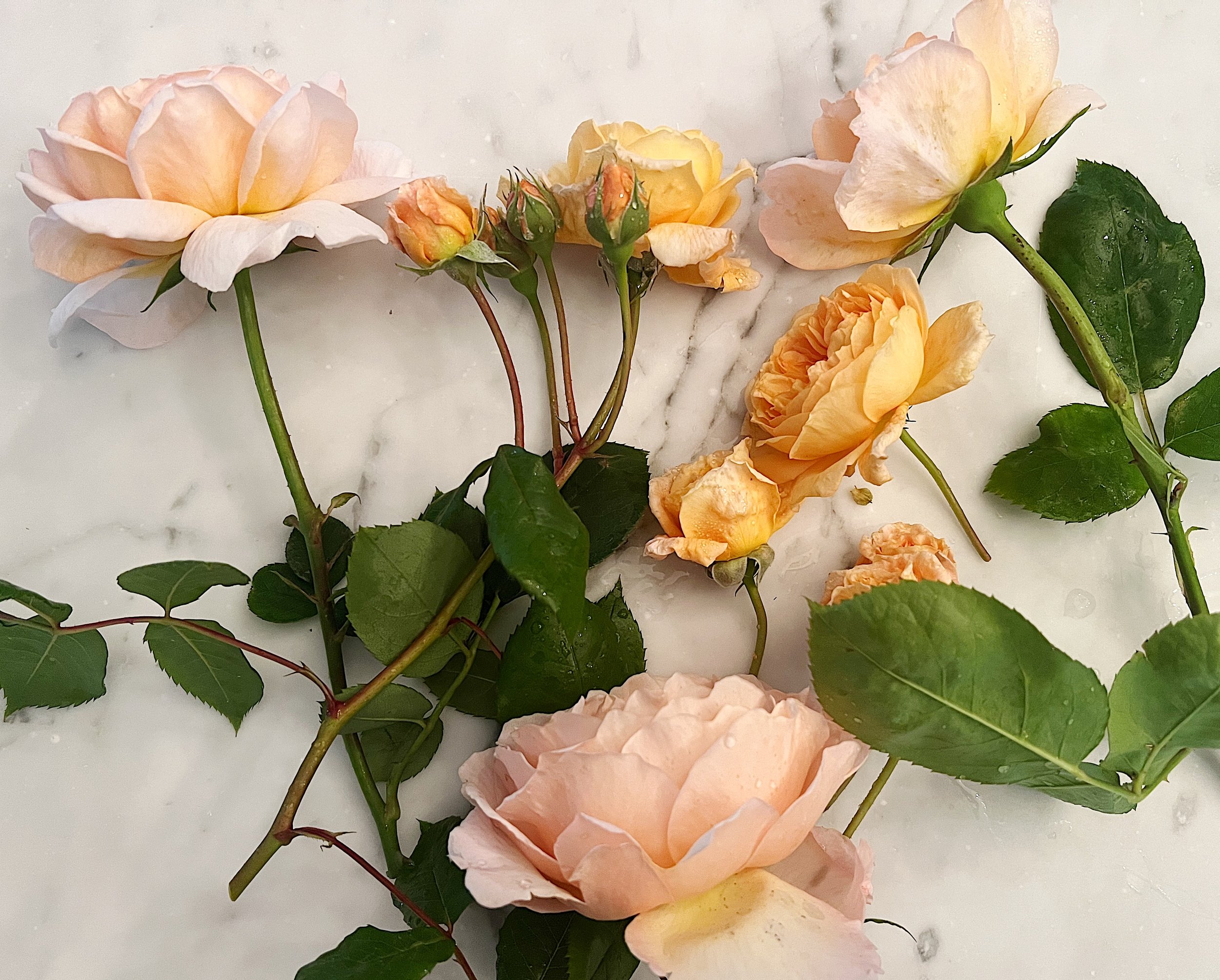 Heirloom Peach Roses