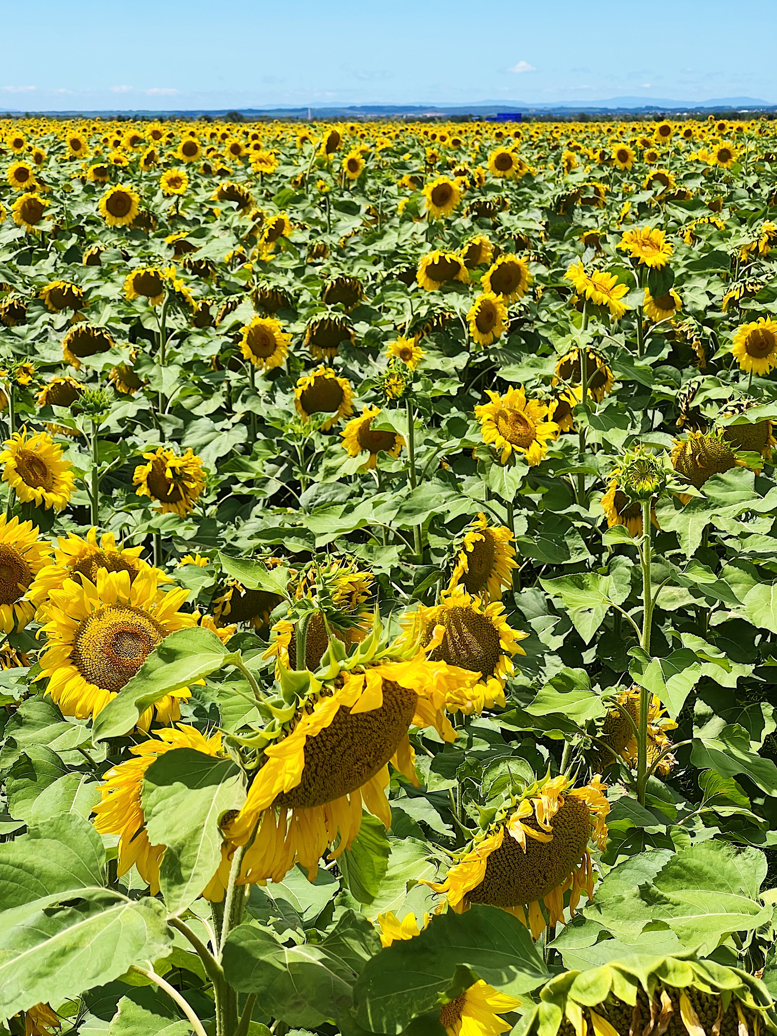 Sunflowers in Arles, France